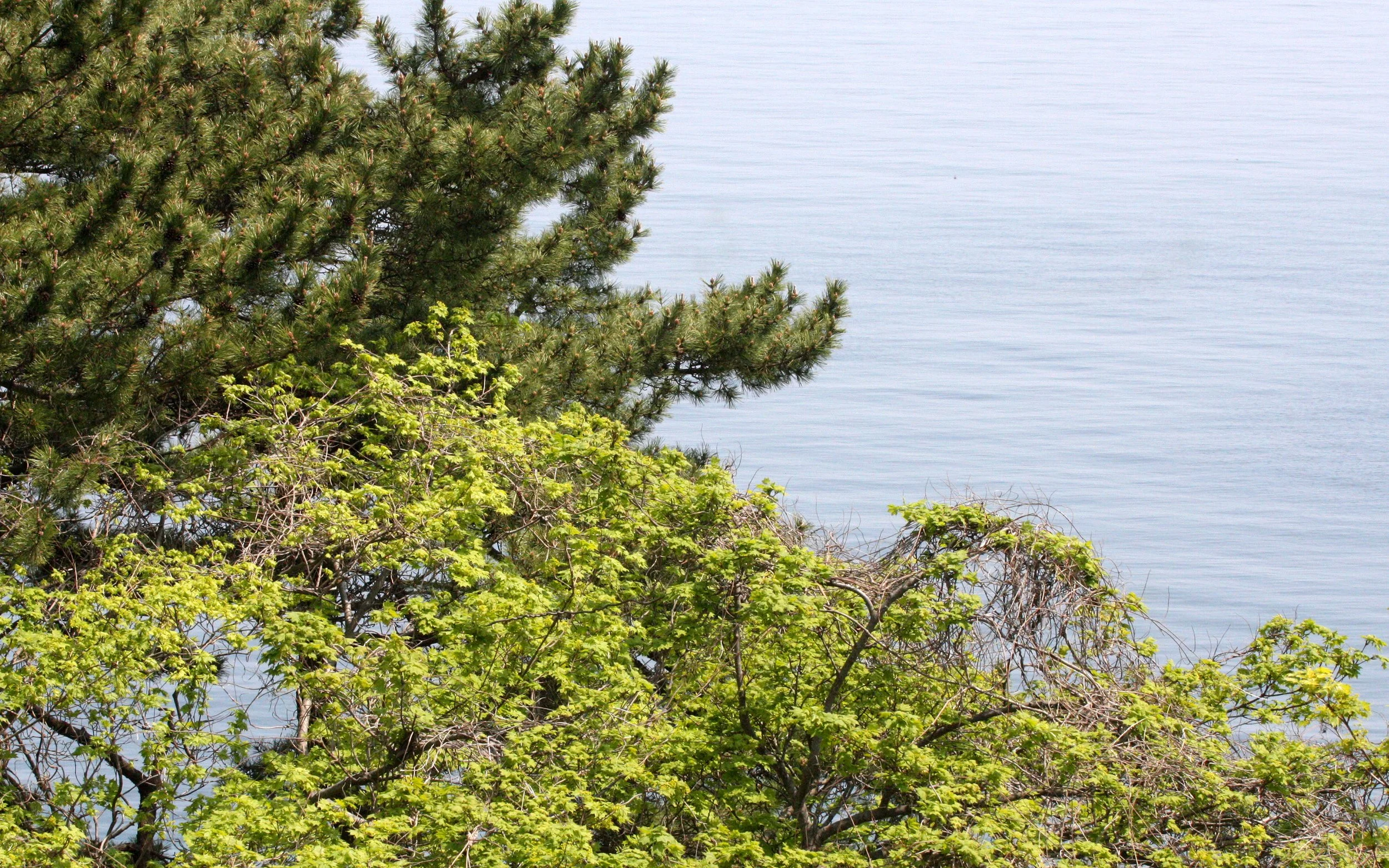 PINACEAE - PINE - JAPANESE PINE - SHIMOKITA PENINSULA JAPAN.JPG