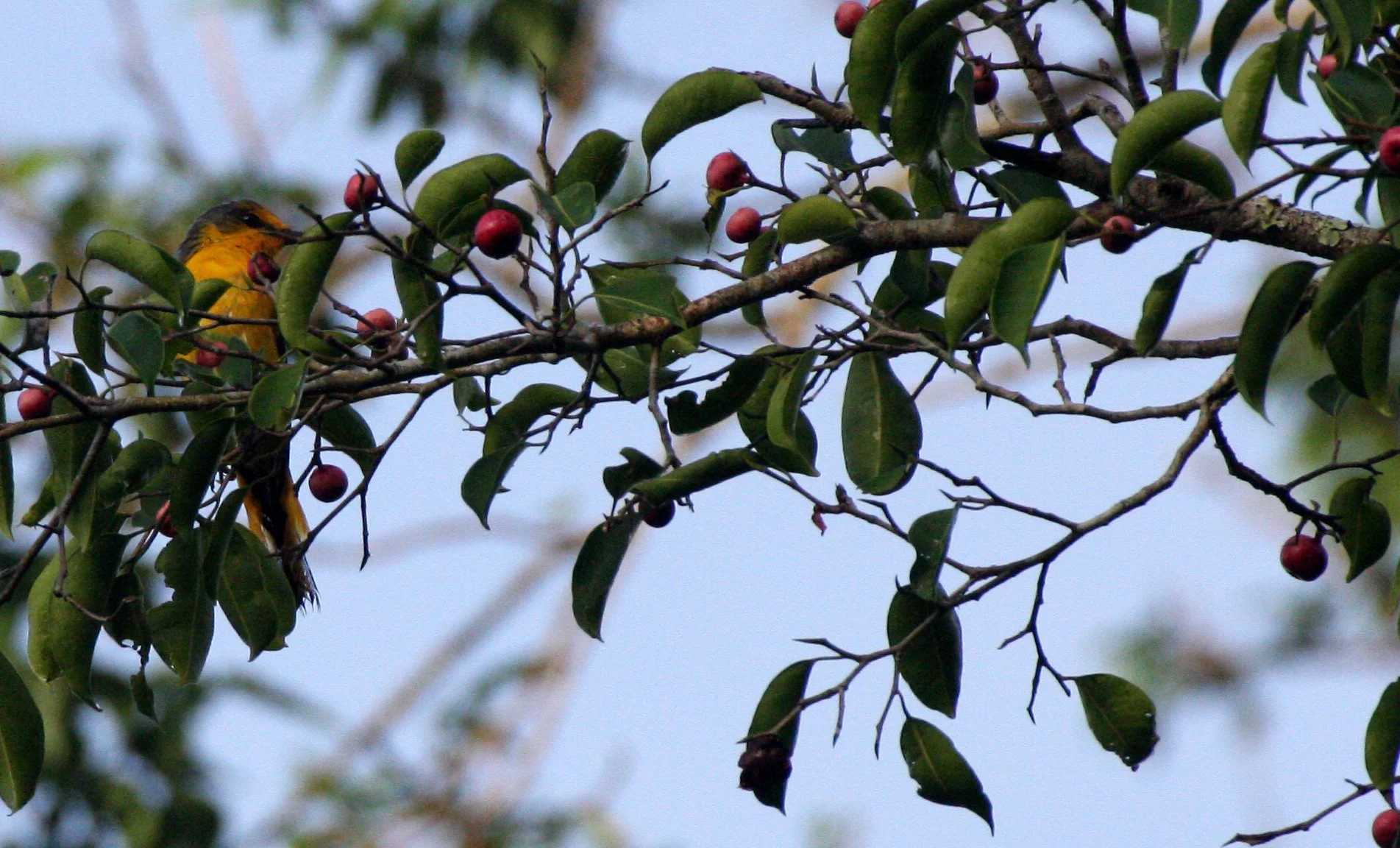 Scarlet Minivet (Pericrocotus speciosus) Kaeng Krachan NP Thailand (17).JPG