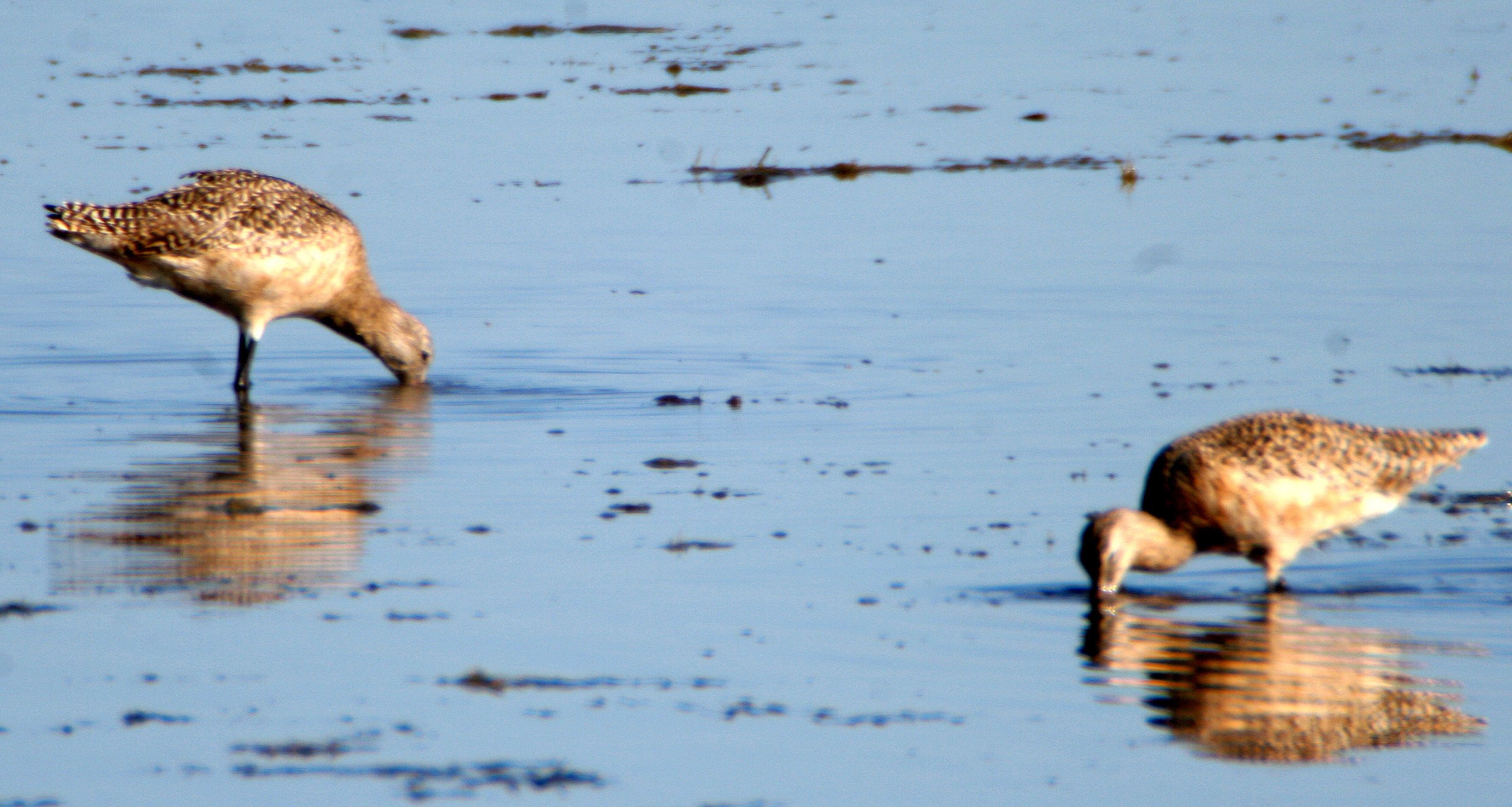 BIRD - GODWIT - MARBLED - ARANSAS (4).jpg