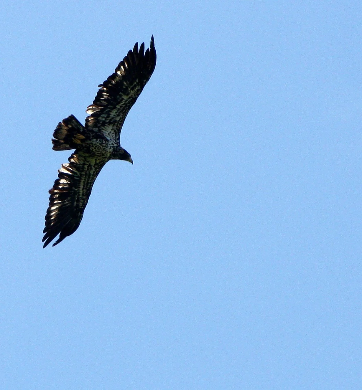 Haliaeetus leucocephalus - AMERICAN BALD EAGLE - IMMATURE - RIDGEFIELD NWR WA (6).JPG