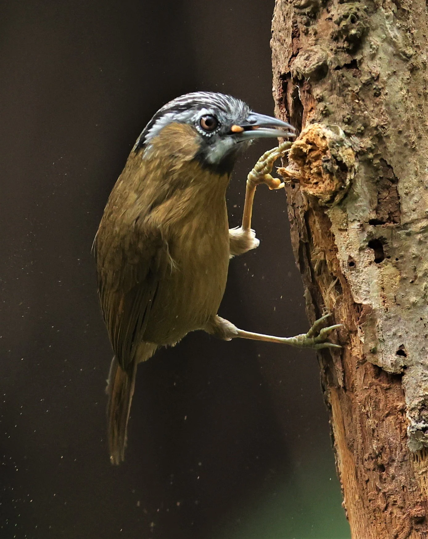 BABBLER - GREY-THROATED BABBLER - Stachyris nigriceps - DOI INTHANON NP CHIANG MAI, DEC 2021 (5).JPG