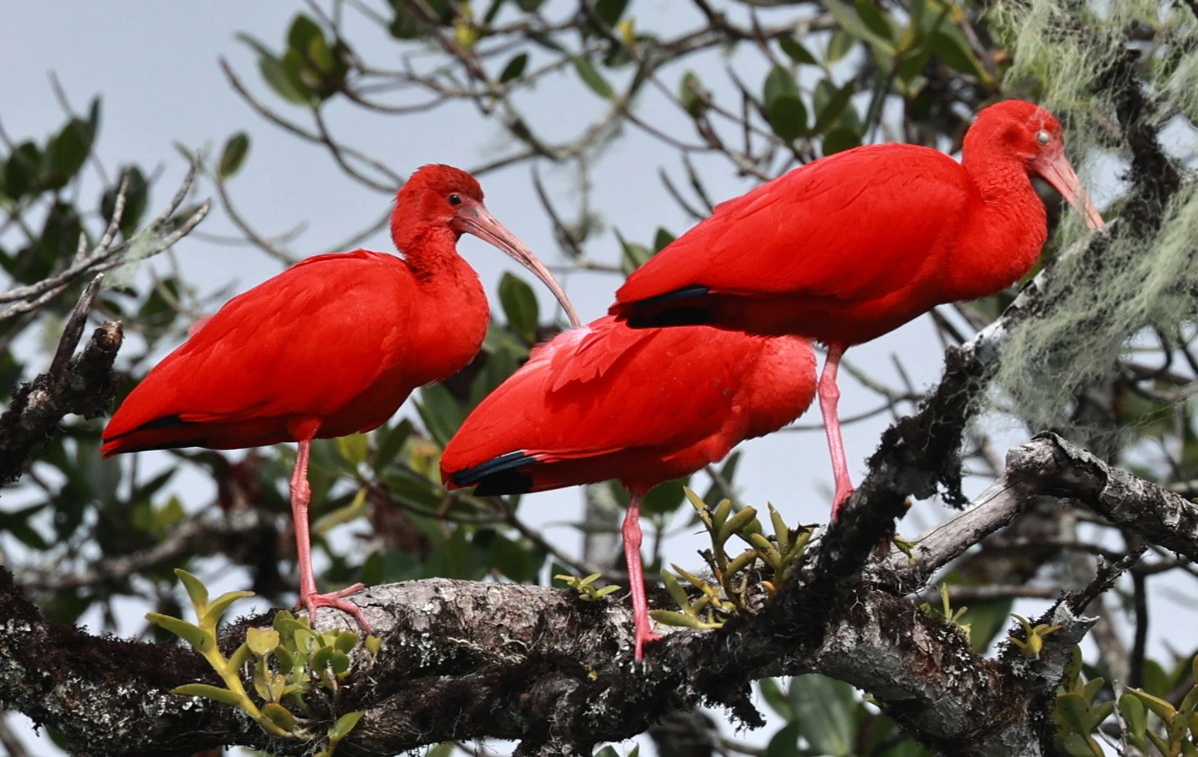 Scarlet Ibis (Eudocimus ruber) Superagüi National Park, Brazil (13).jpg