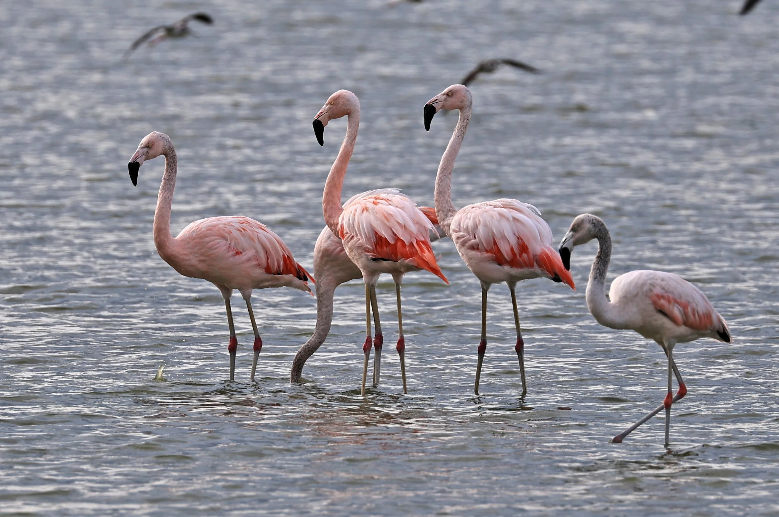 Chilean Flamingo (Phoenicopterus chilensis) Chaco Lodge & Laguna Salada Paraguay (44).jpg