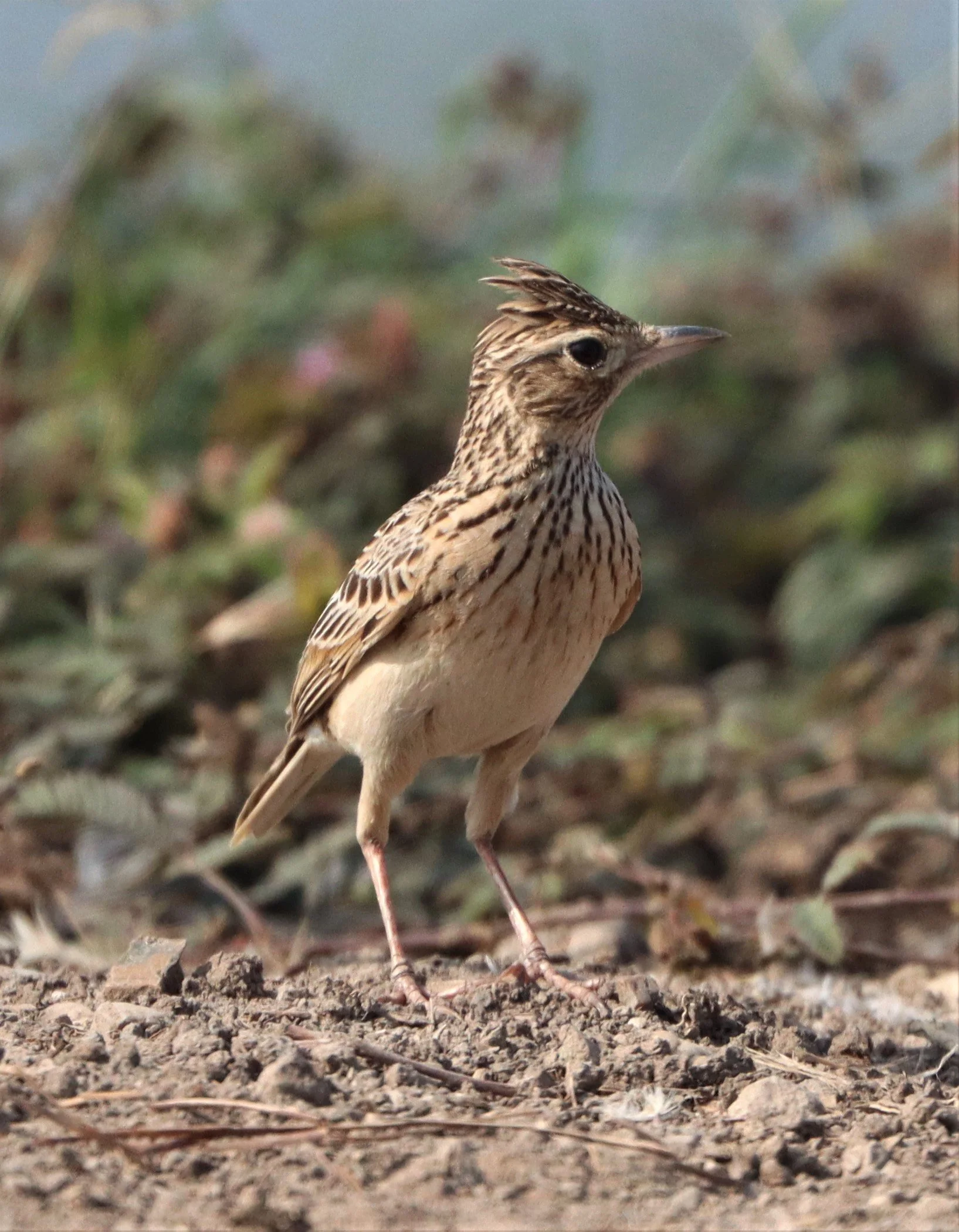 Oriental Skylark (Alauda gulgula) Bang Khaem Wetlands Nakhon Pathom (6).jpg