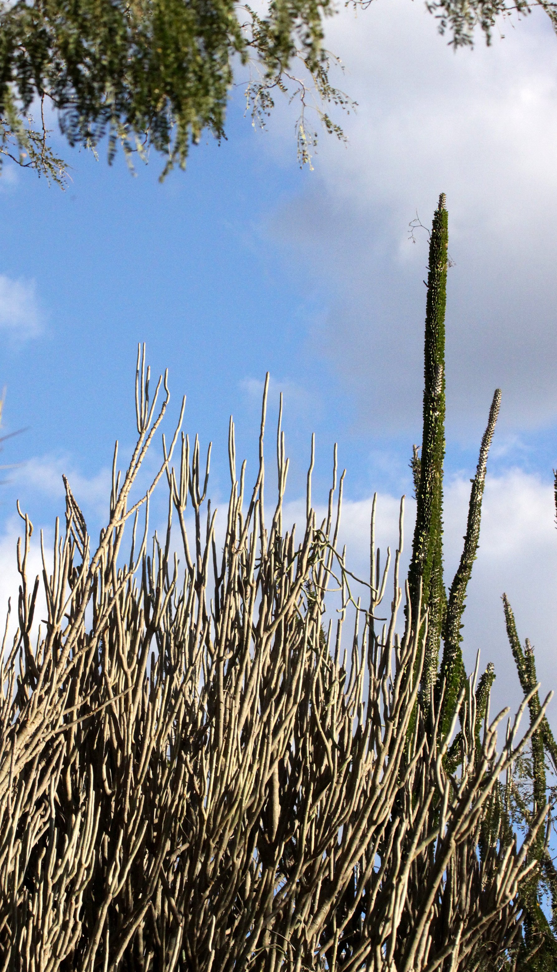 PLANT - ALLUAUDIA DUMOSA - BERENTY RESERVE MADAGASCAR (4).JPG