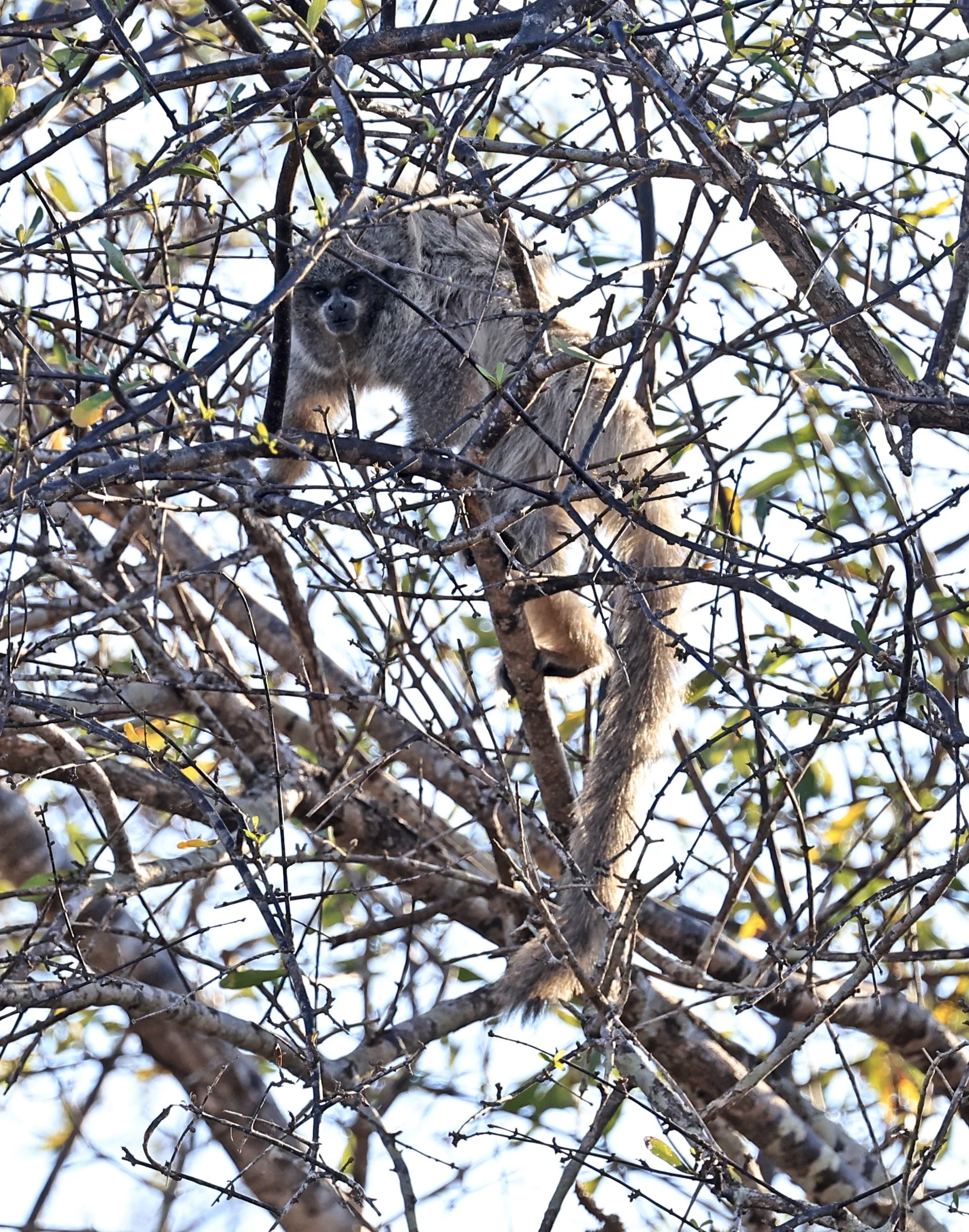 Chacoan or White-coated Titi (Callicebus pallescens) Agua Dulce Paraguay (21).jpg