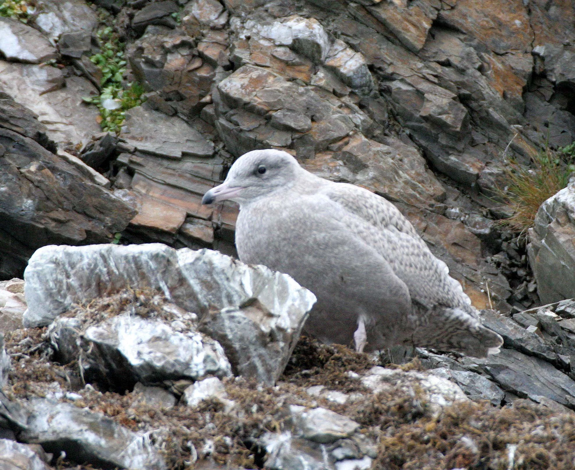 BIRD - GULL - GLAUCOUS - SVALBARD A (2).jpg