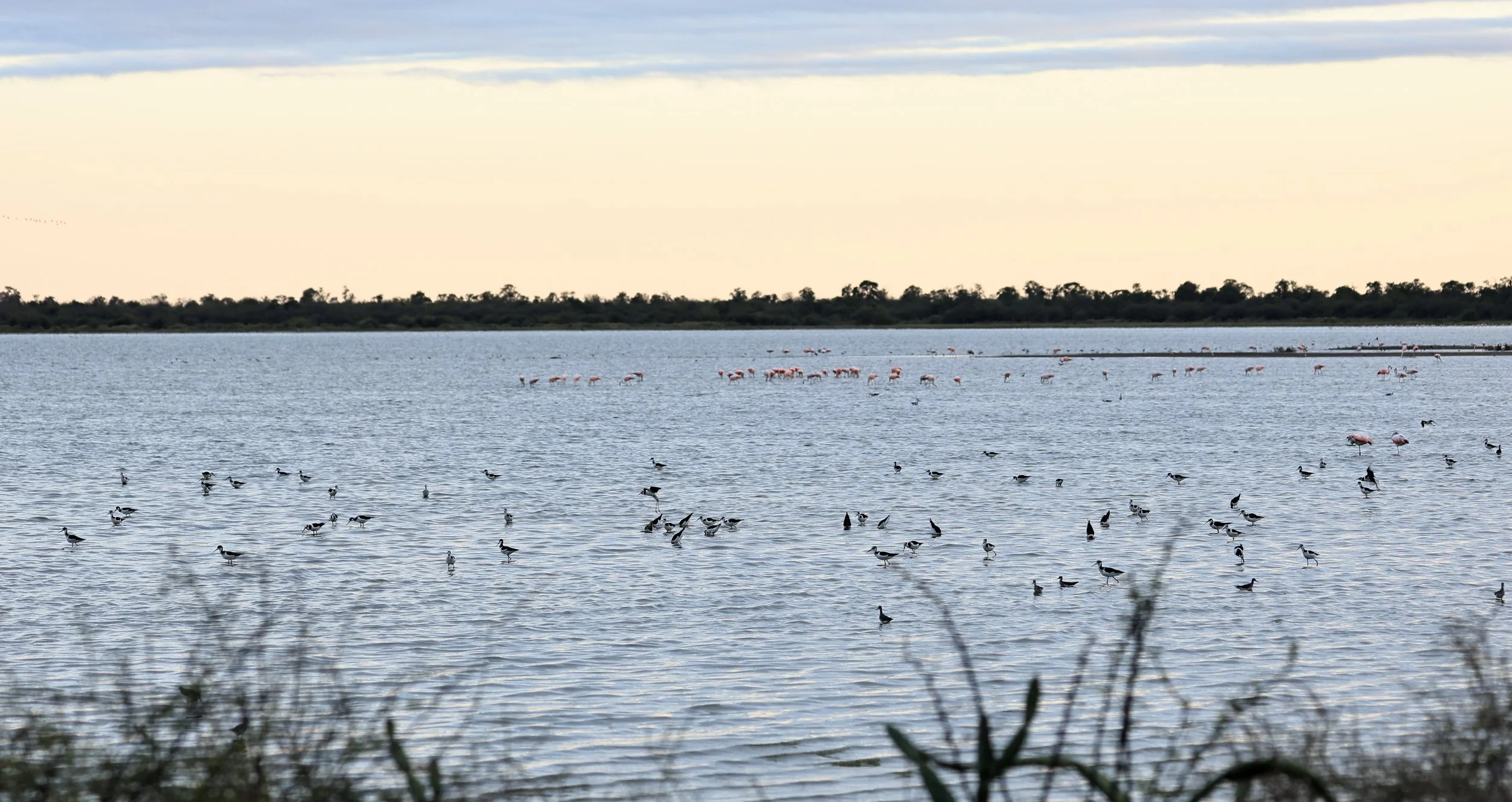 Black-necked Stilts & Chilean Flamingos mixed flock Chaco Lodge & Laguna Salada Paraguay.jpg