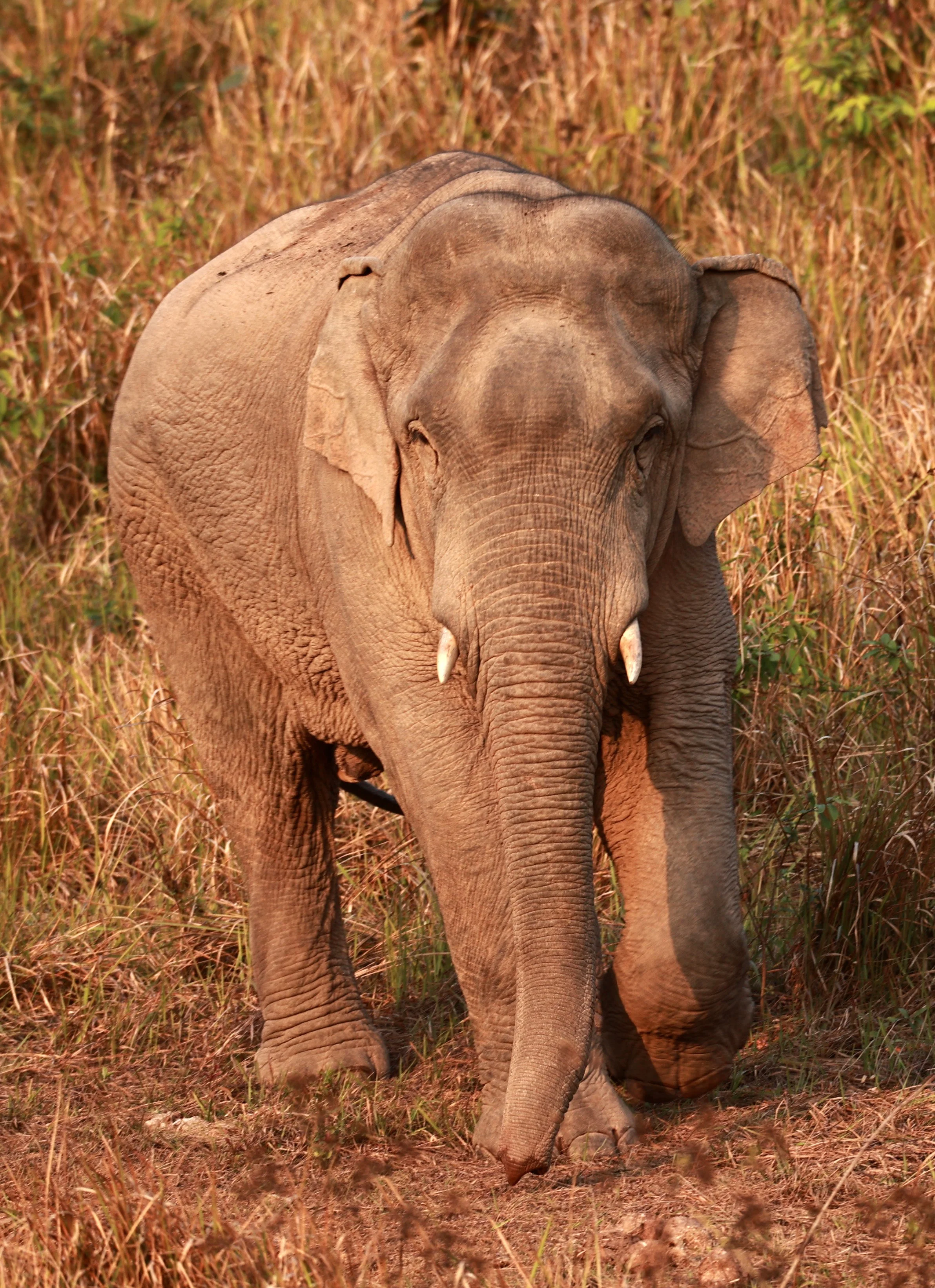 Asian Elephant (Elephas maximus) Khao Yai National Park, Thailand (66).jpg