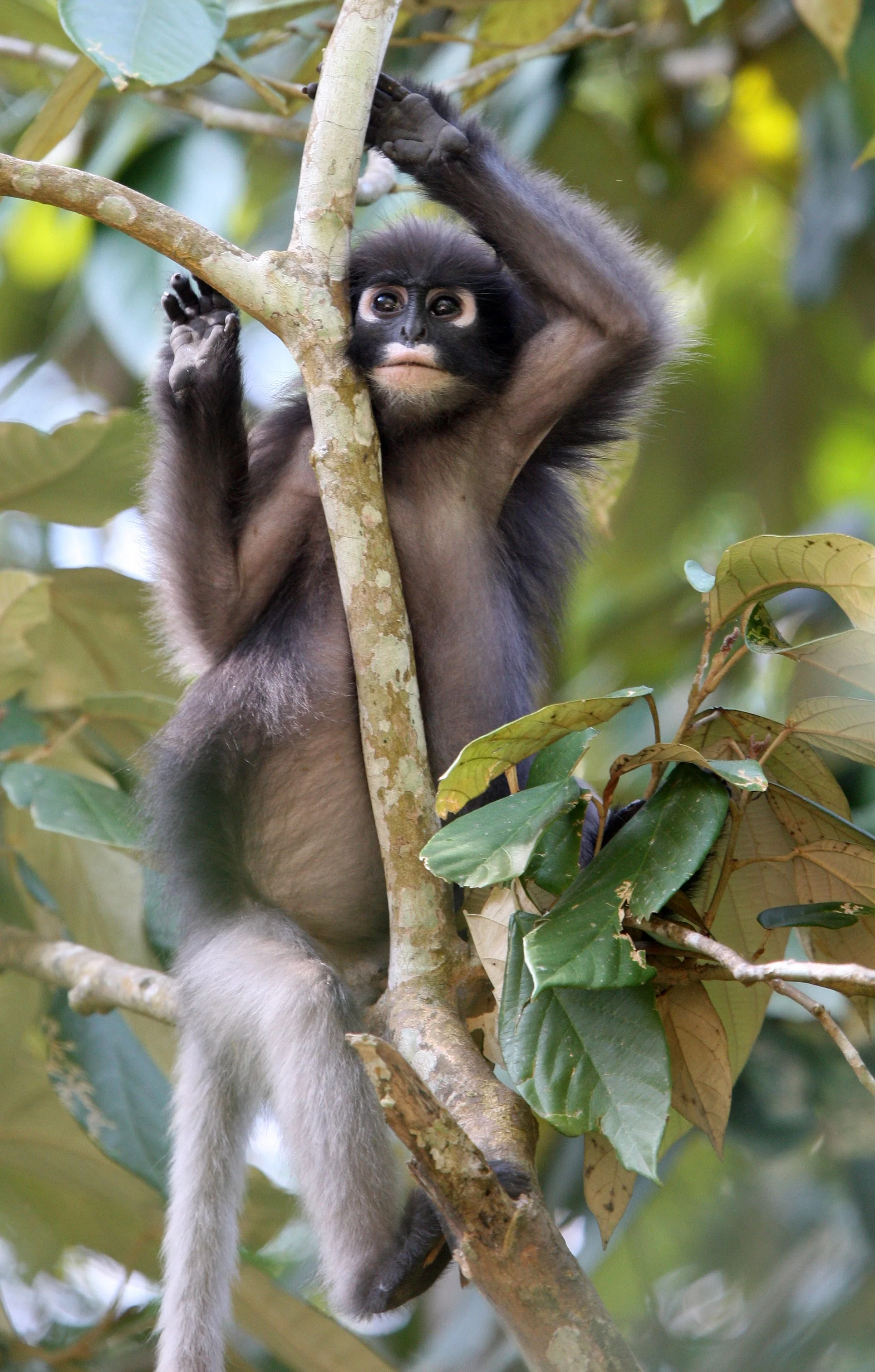 CERCOPITHECIDAE - Trachypithecus obscurus flavicauda - BLOND-TAILED (DUSKY) LANGUR - KAENG KRACHAN NP THAILAND (29).JPG