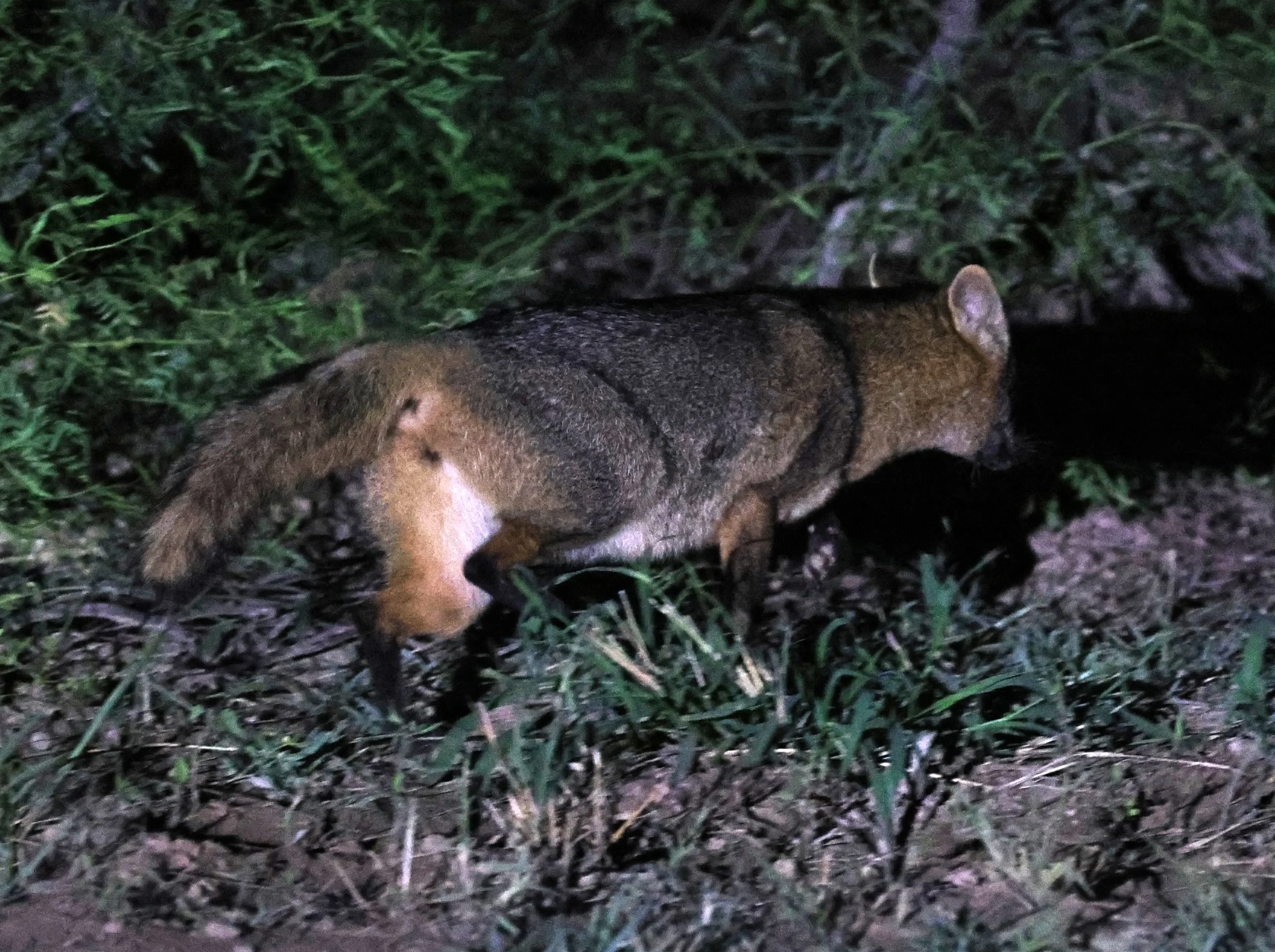Crab-eating Fox (Cerdocyon thous) Chaco Lodge & Laguna Salada Paraguay.jpg