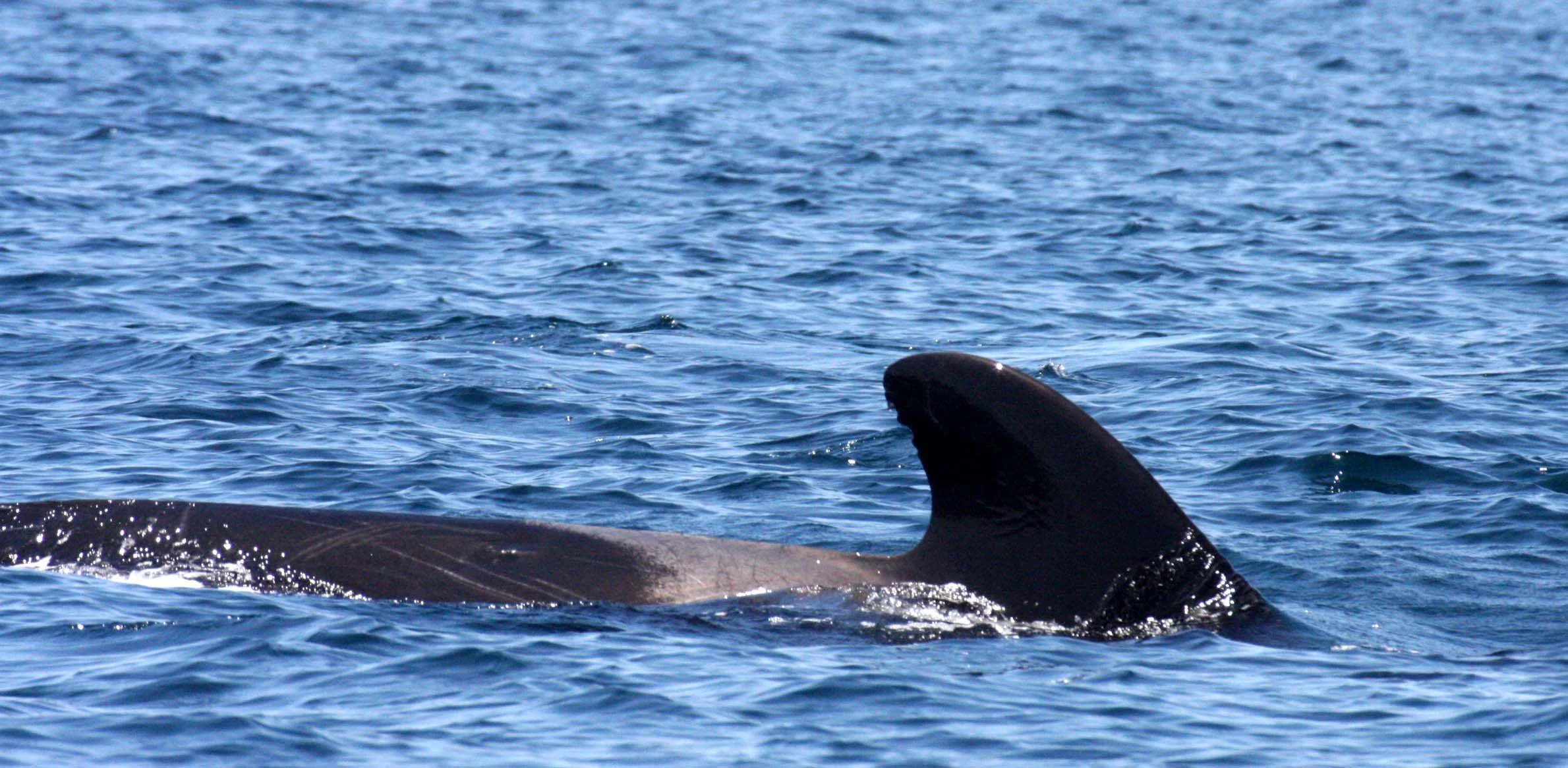 CETACEAN - WHALE - PILOT WHALE - ISLA CATALINA BAJA MEXICO - BAHIA LORETO (6).JPG