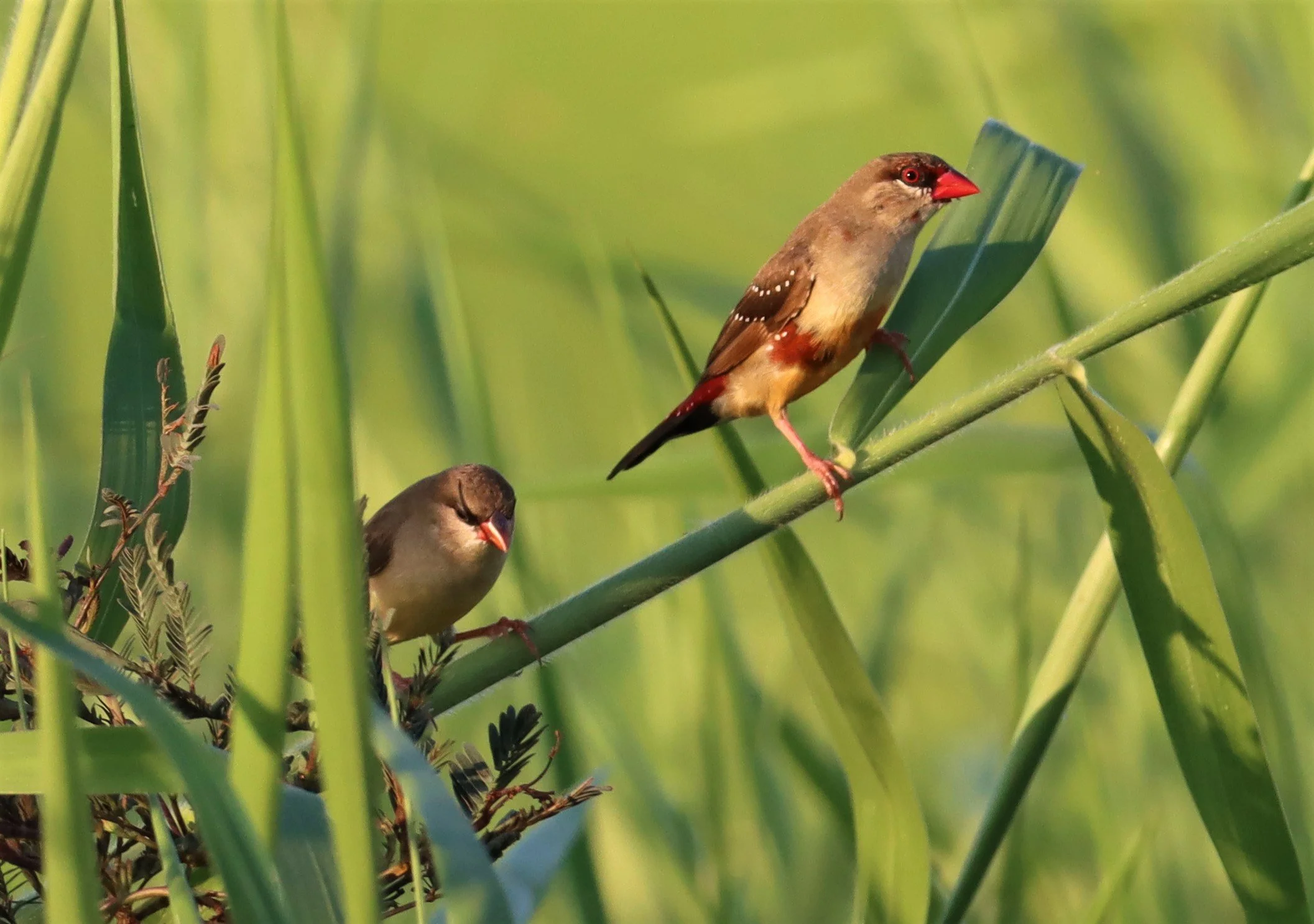 RED AVADAVAT - Amandava amandava - LAT KRABANG RICE FIELDS AT THAP YAO (119).jpg
