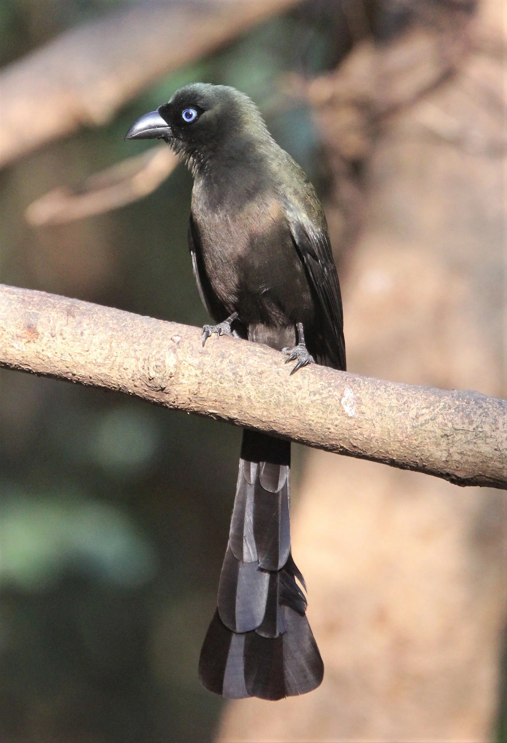 TREEPIE - RACKET-TAILED TREEPIE -Crypsirina temia - KAENG KRACHAN (6).jpg