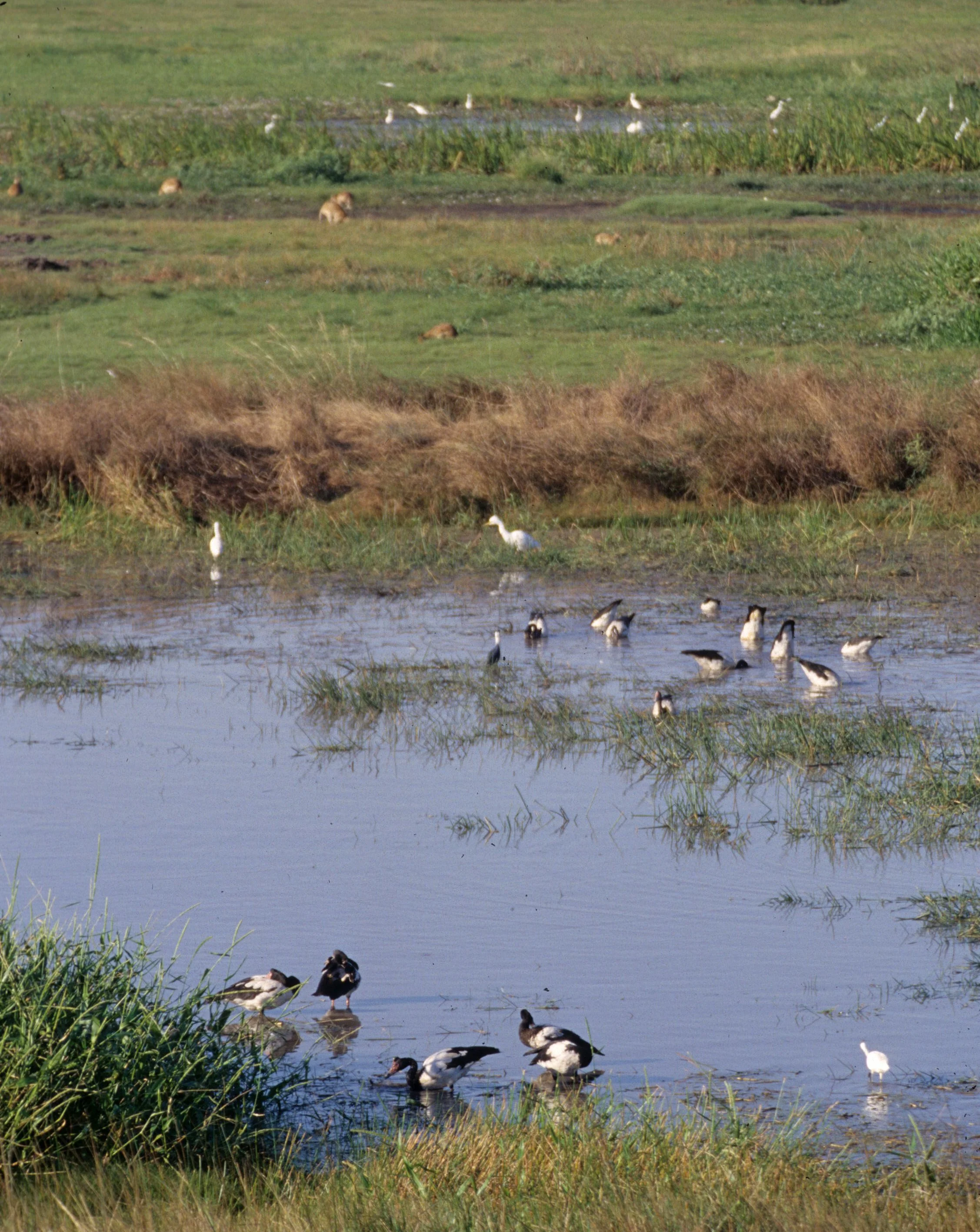 BIRD - GOOSE - MAGPIE GOOSE - KAKADU A.jpg
