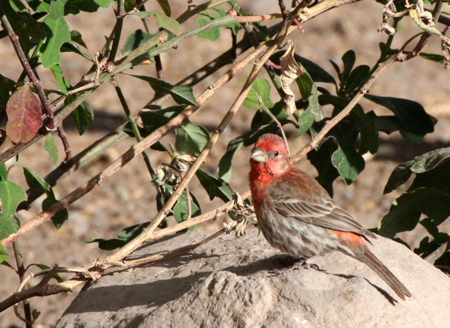 House Finch (Haemorhous mexicanus) Loreto Baja Mexico (7).JPG
