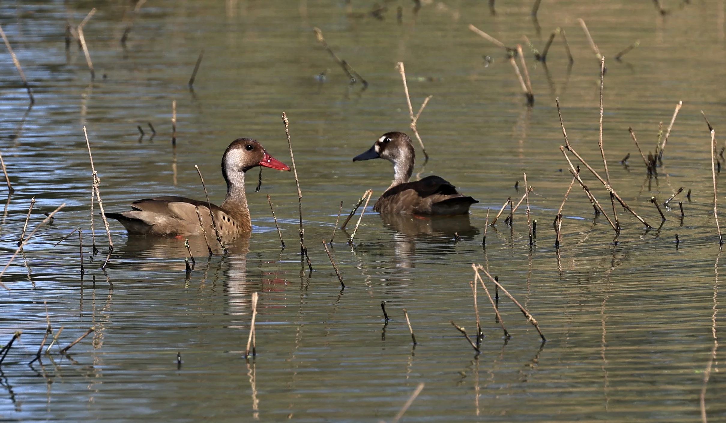 Brazilian Teal (Amazonetta brasiliensis) Agua Dulce Paraguay (2).jpg