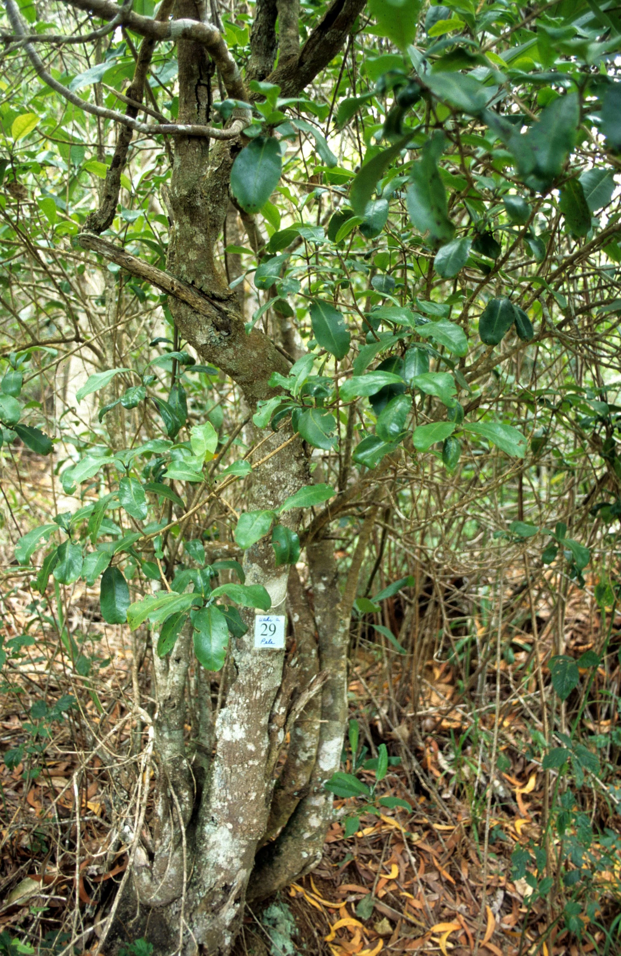 HAWAII - HAWAII - UAHI A PELE - MELICOPE BARBIGERA - RUTACEAE.jpg