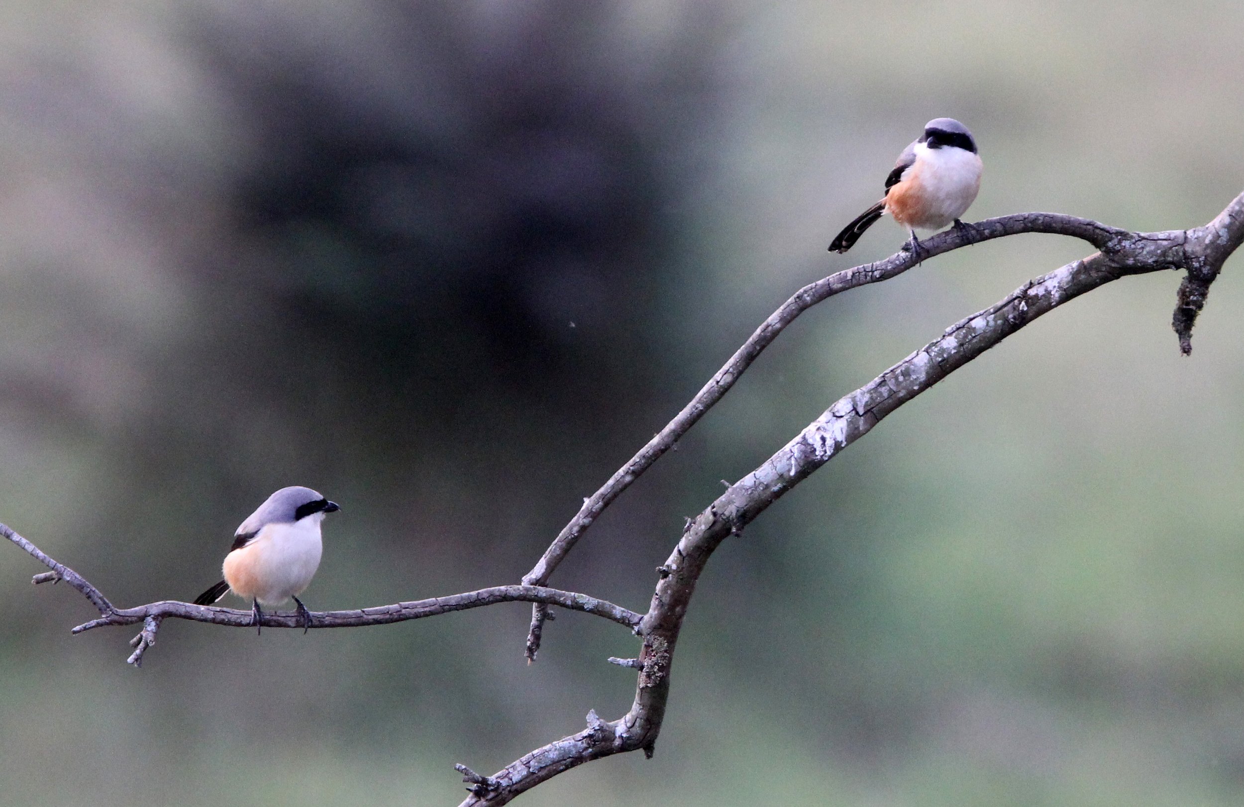 Long-tailed Shrike (Lanius schach) Valparai Kerala India (1).JPG