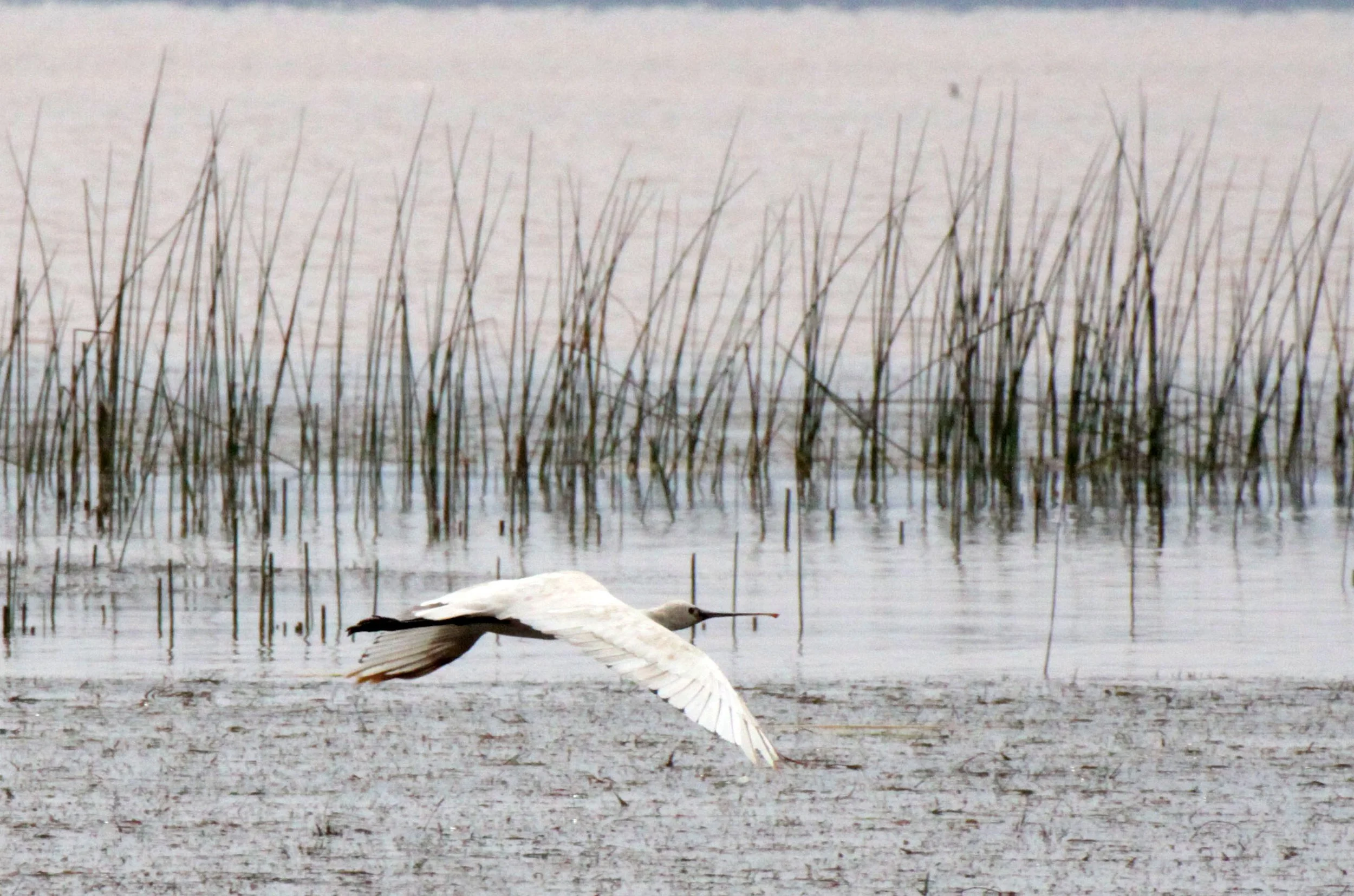 SPOONBILL - AFRICAN SPOONBILL - Platalea alba - LAKE LANGANO ETHIOPIA (9).JPG