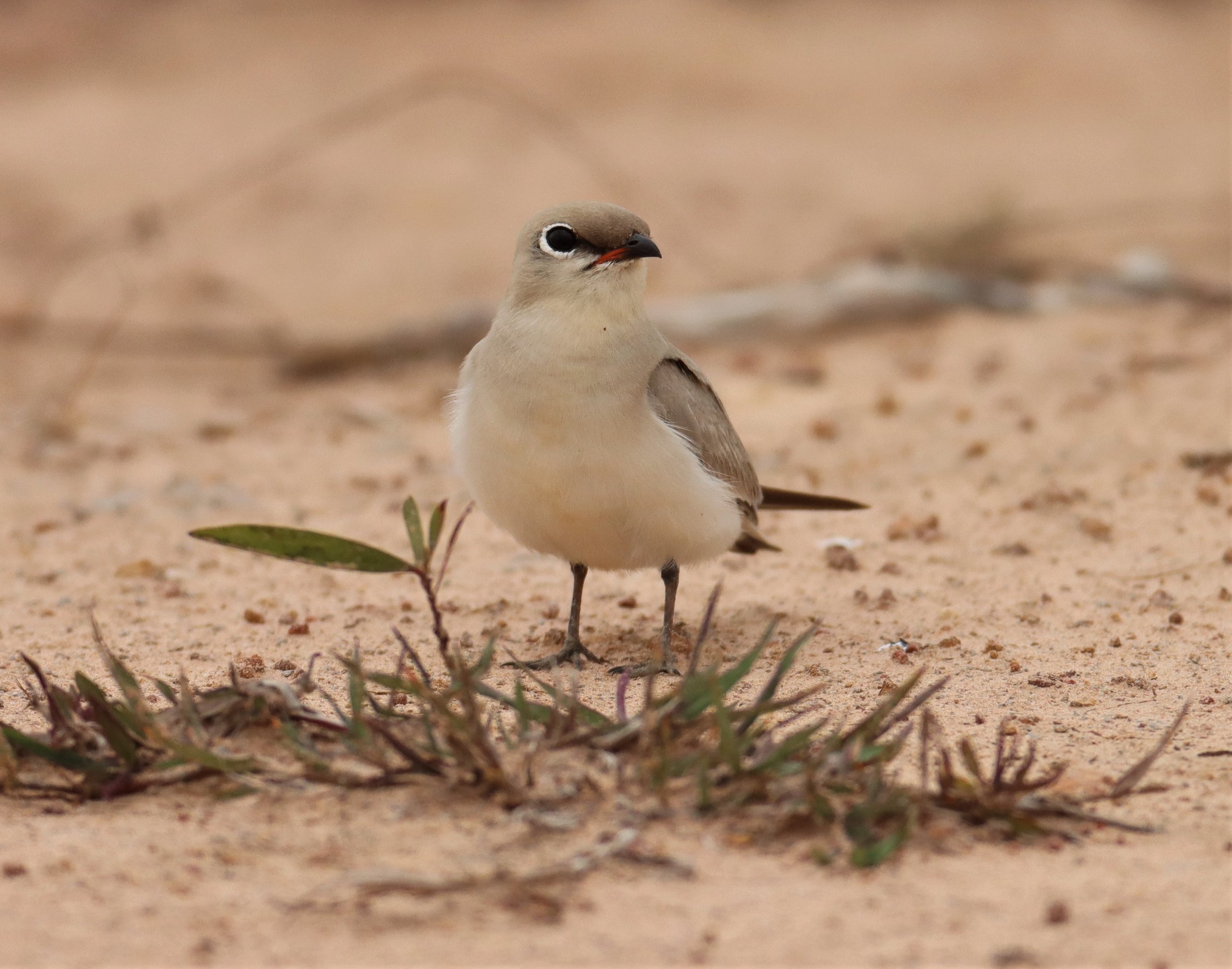 PRATINCOLE - SMALL PRATINCOLE - Glareola lactea - KABIN BURI WETLANDS 15KM OUT ON 304 (44).jpg