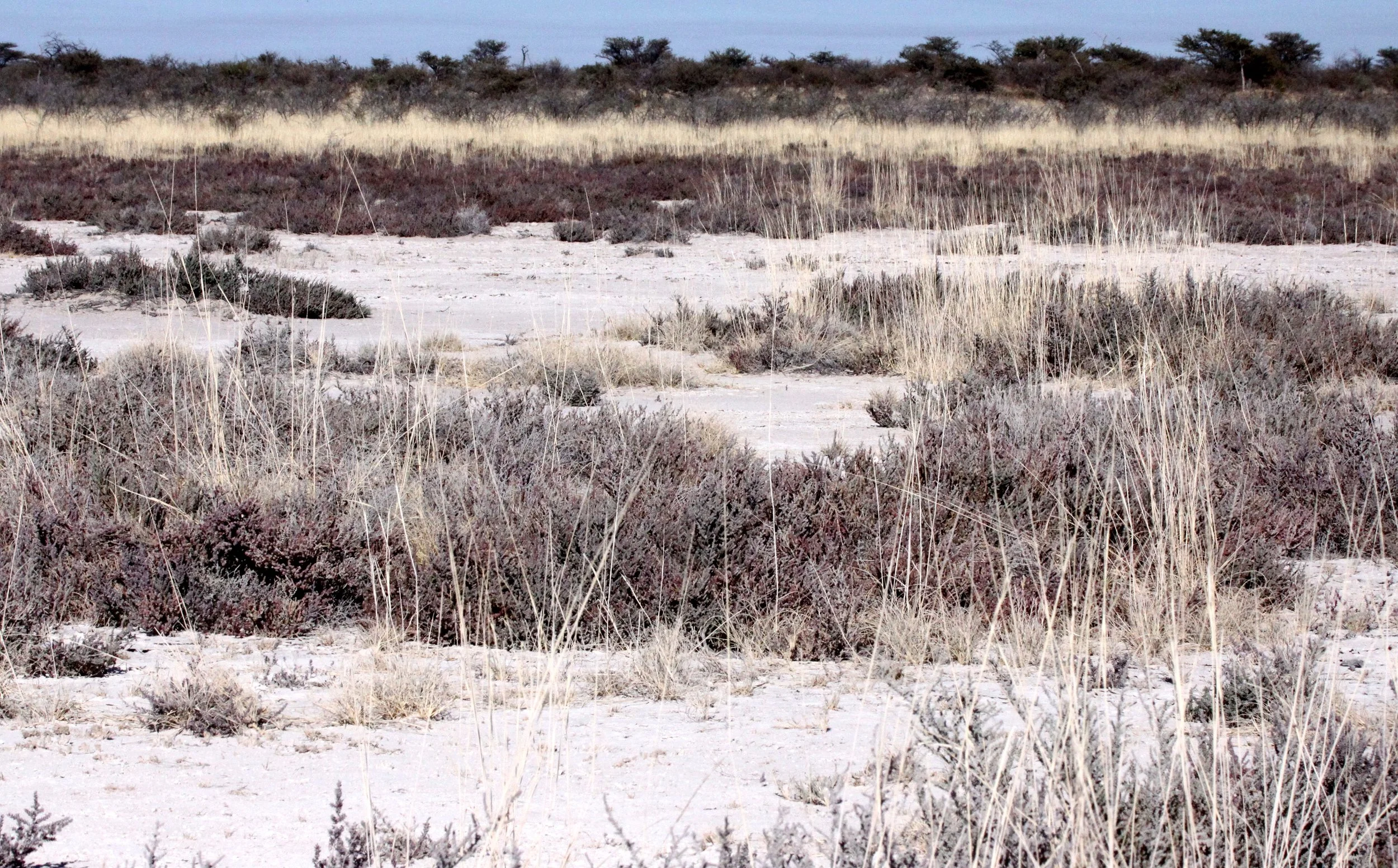 ETOSHA NATIONAL PARK NAMIBIA - SALINE ENVIRONMENT.JPG