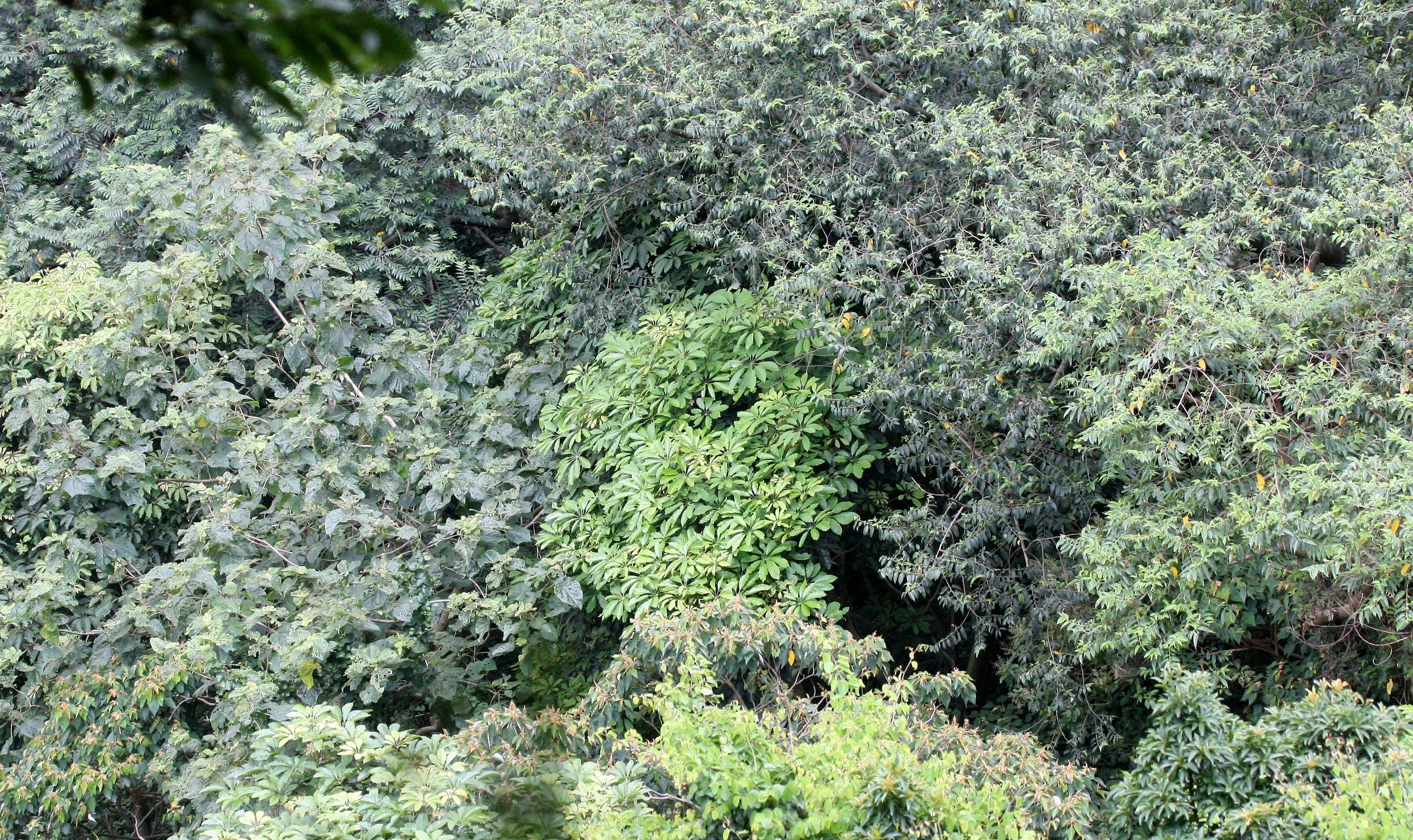 TAIWAN - SUBTROPICAL FOREST - PLANT SPECIES (7).JPG