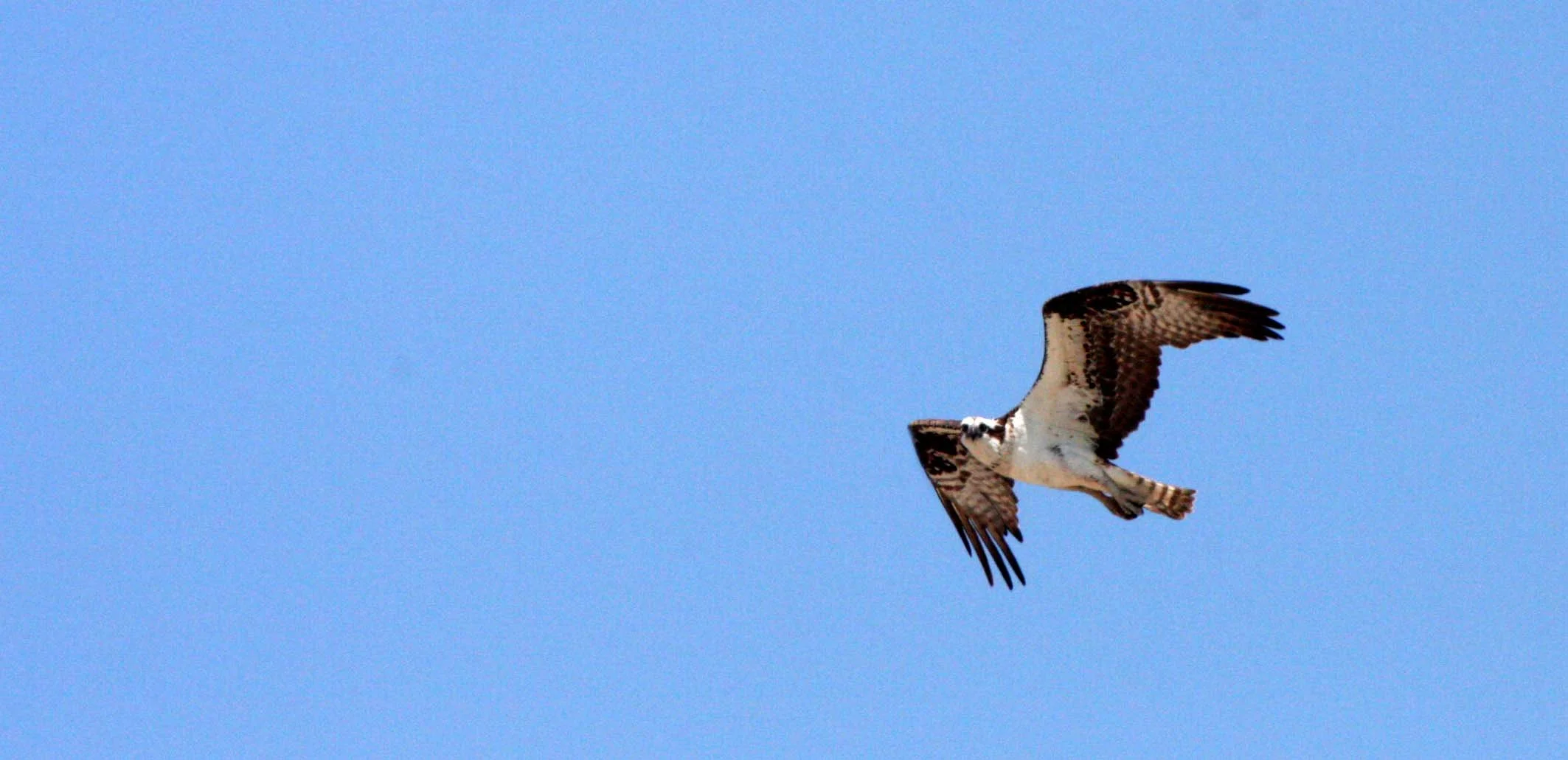 Pandion haliaetus - OSPREY - SAN IGNACIO LAGOON BAJA MEXICO (147).JPG