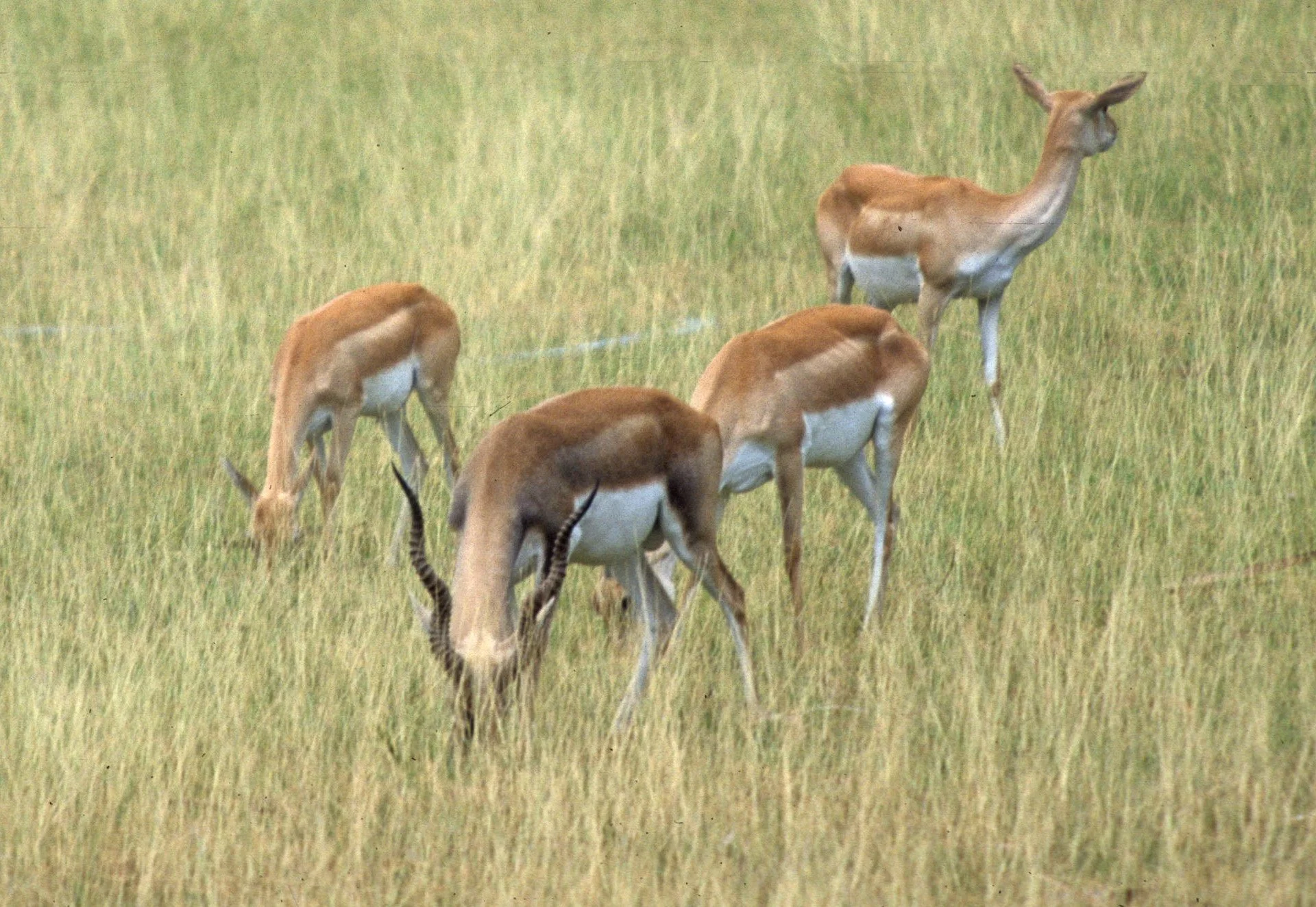 BOVID - SPECIES A  - KALEODEO INDIA.jpg