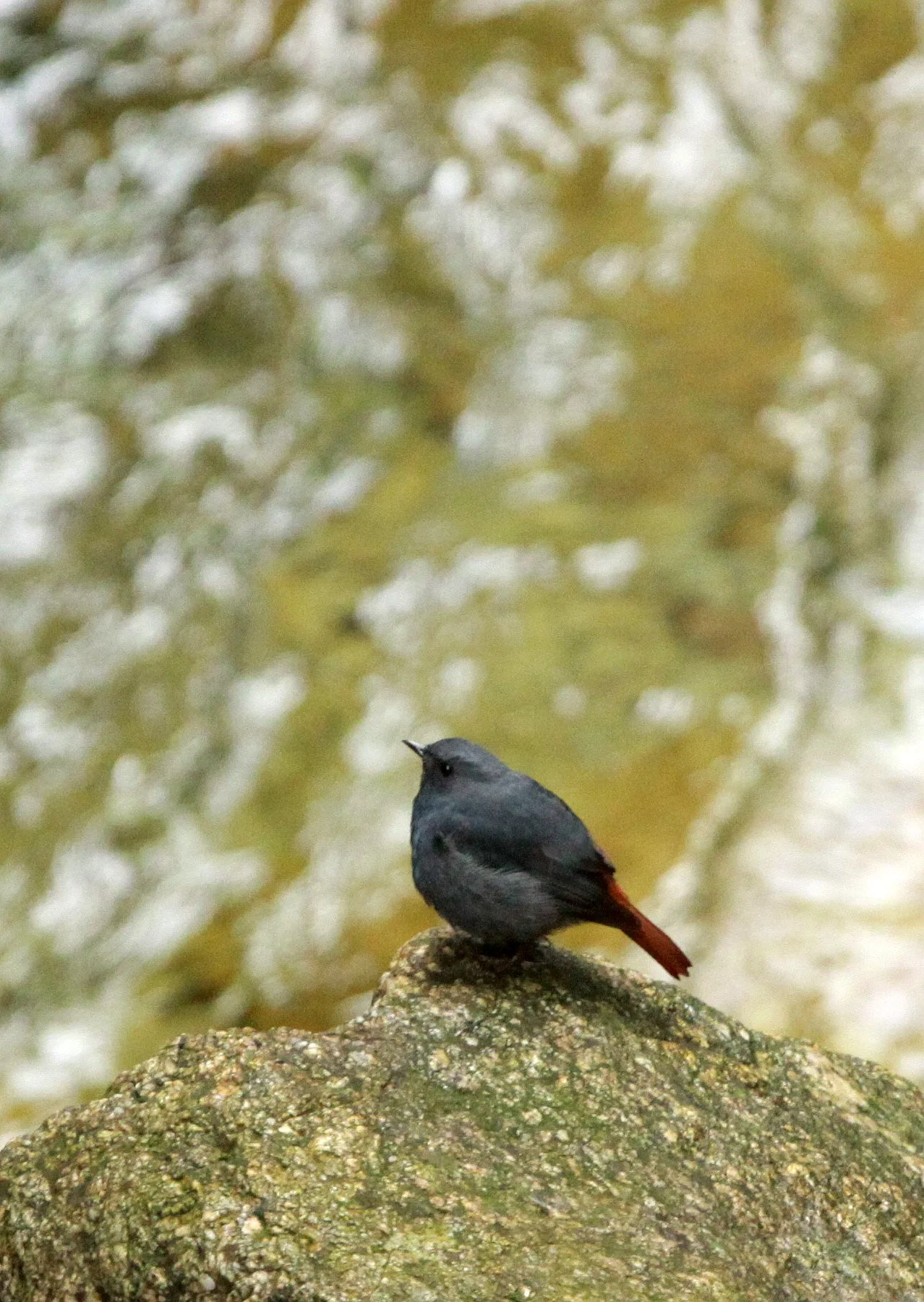 BIRD - REDSTART - PLUMBEOUS WATER REDSTART - GUNIUJIANG NATURE RESERVE -  ANHUI PROVINCE CHINA (1).JPG