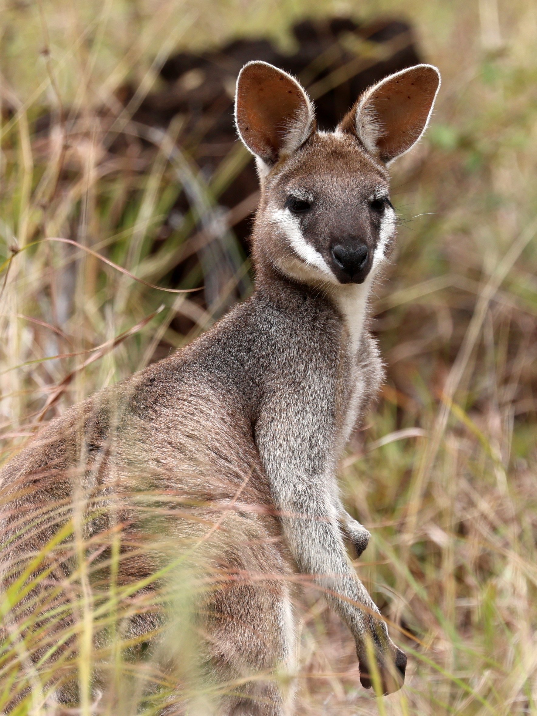 Whiptail or Pretty Face Wallaby (Notamacropus parryi) Undara Lava Tubes Volcanic NP - Queensland