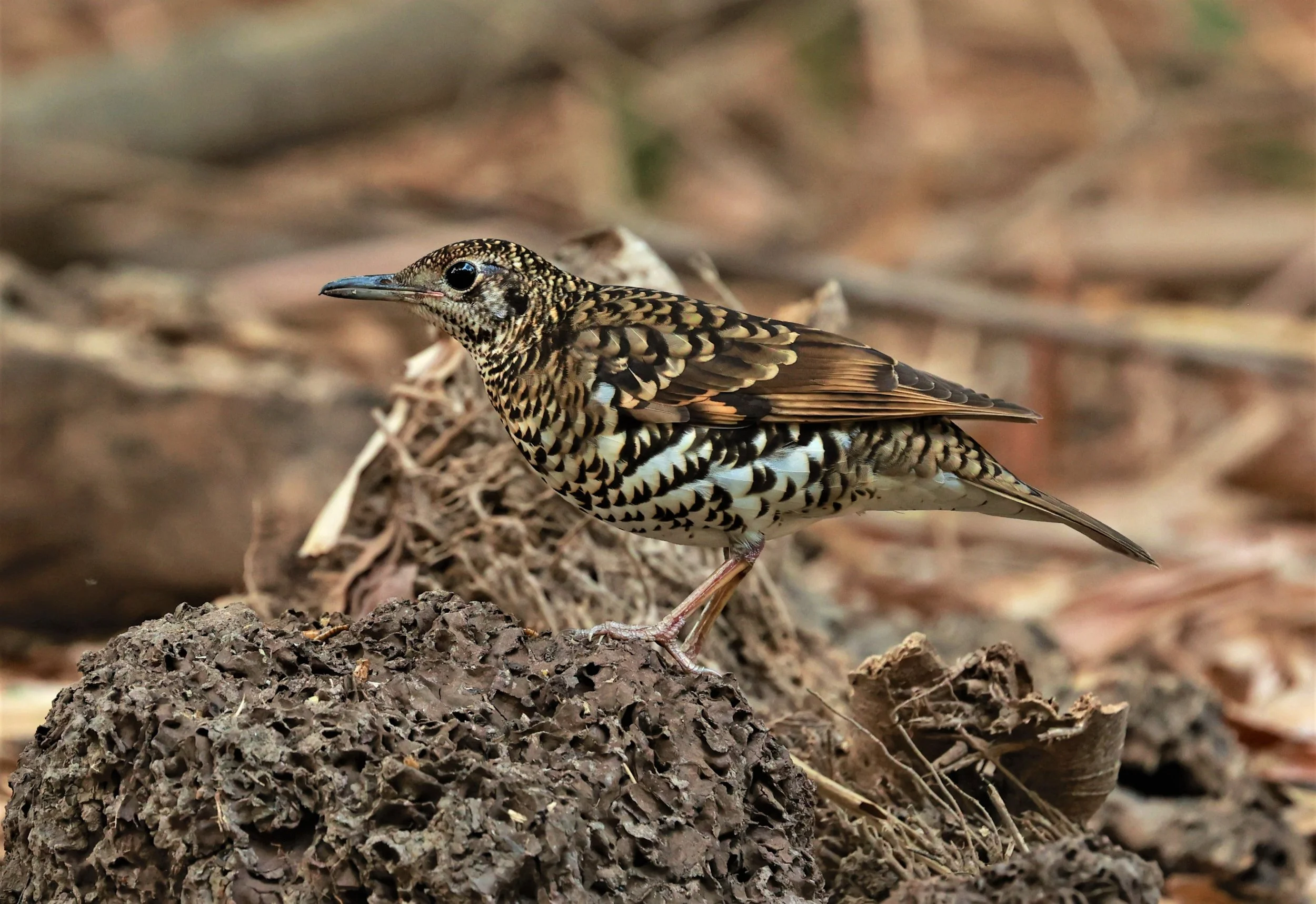 White's Thrush (Zoothera aurea) Putthamonthon Park Nakhon Pathom Thailand (154).jpg