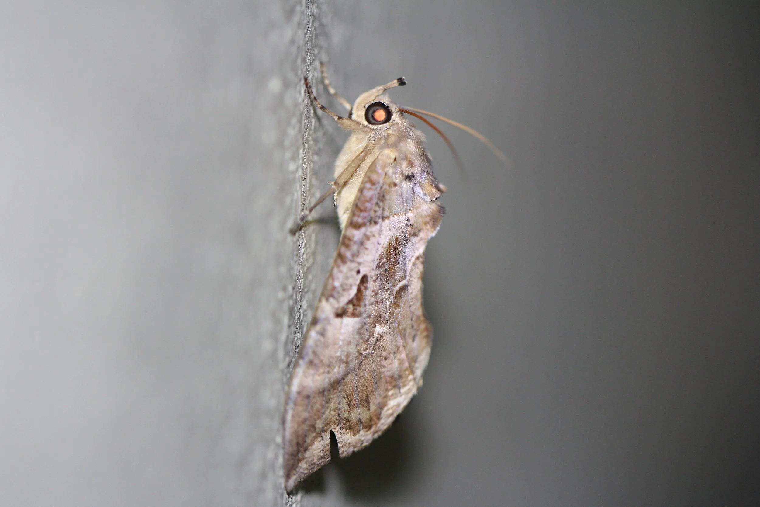Noctuidae - Unidentified Species 4 - Koh Lanta Thailand 