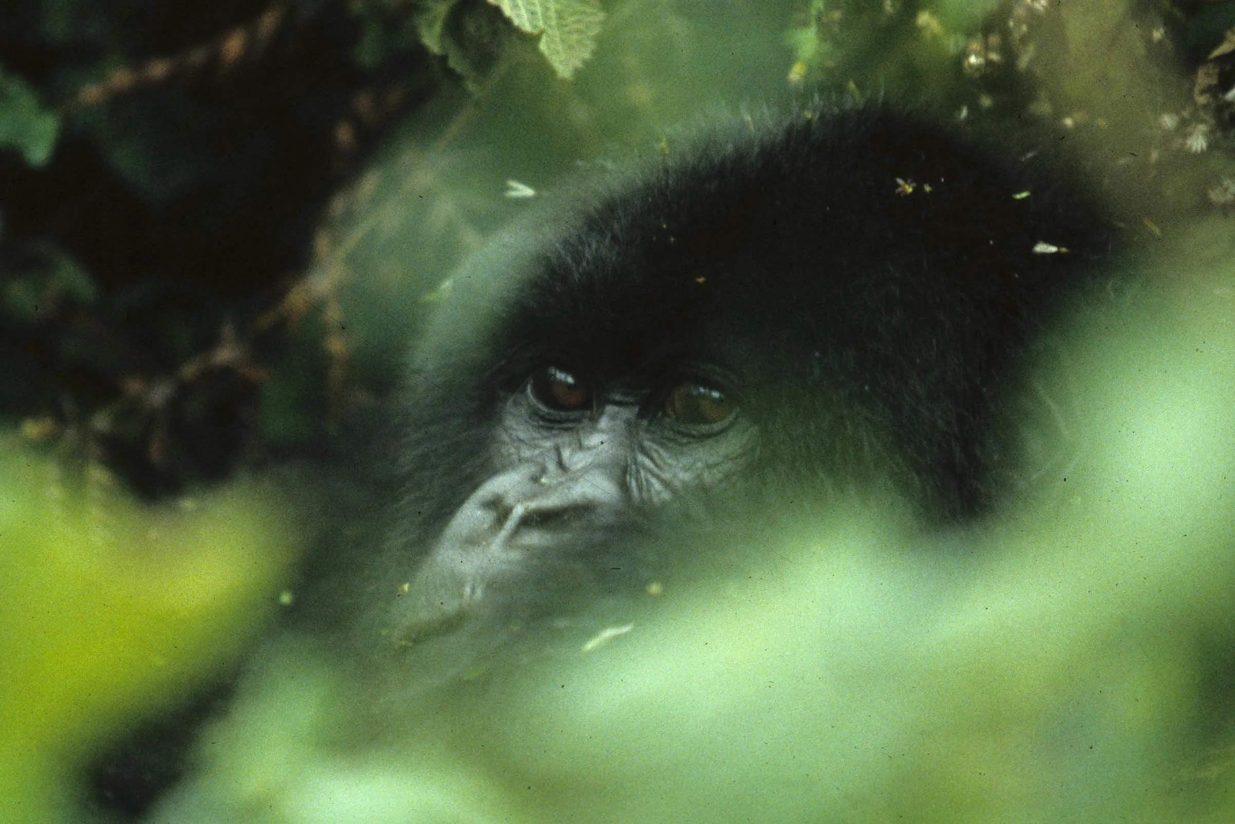 PRIMATE - GORILLA-RWANDA PARC DU VULCANS (70).jpg