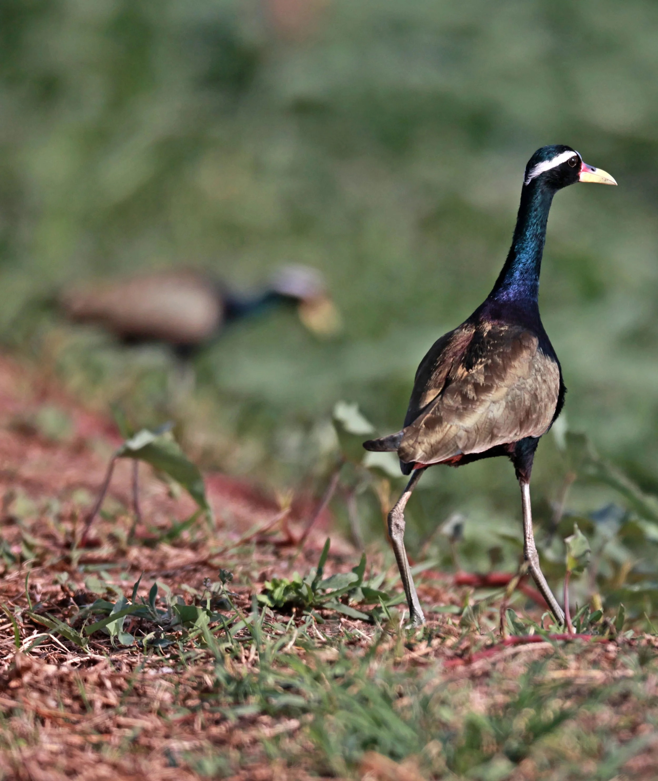 JACANA - BRONZE-WINGED JACANA - Metopidius indicus - THAP YAO RICE FIELDS LAT KRABANG 23 November 2024 (26).jpg
