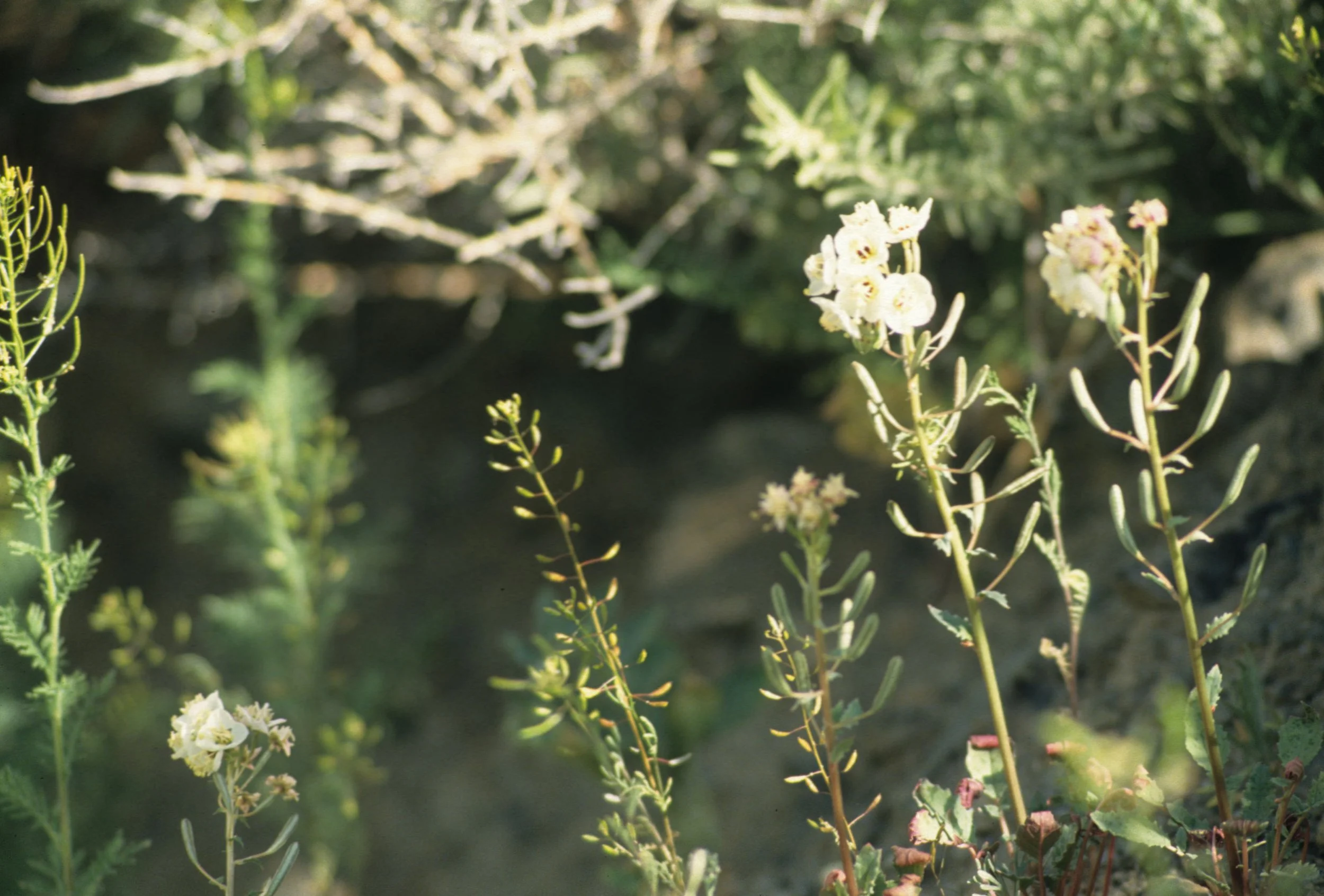 DEATH VALLEY - OENOTHERA CLAVAEFORMIS - EVENING PRIMROSE.jpg