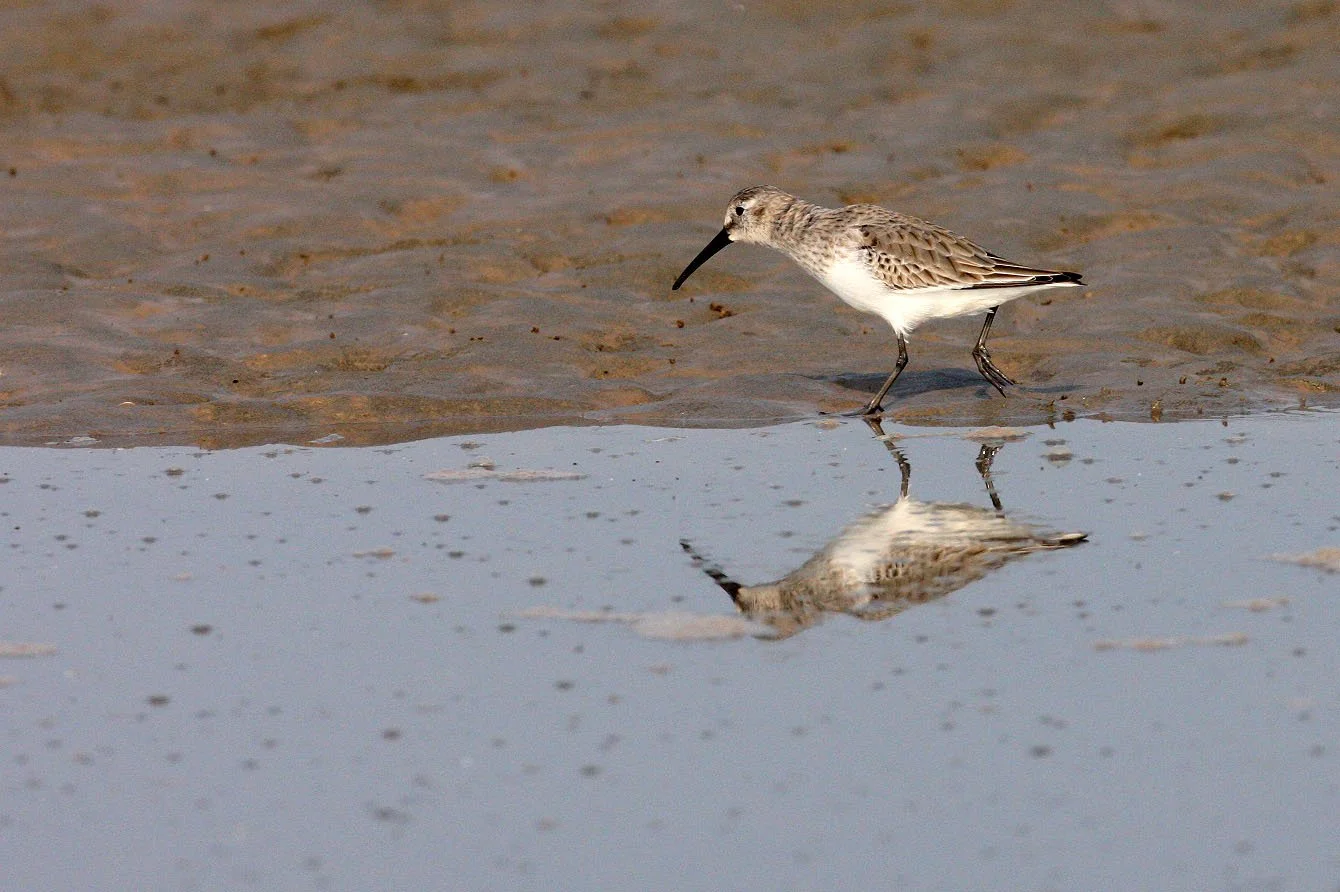 BIRD - DUNLIN -  NANKOU, RUDONG, CHINA (13).JPG