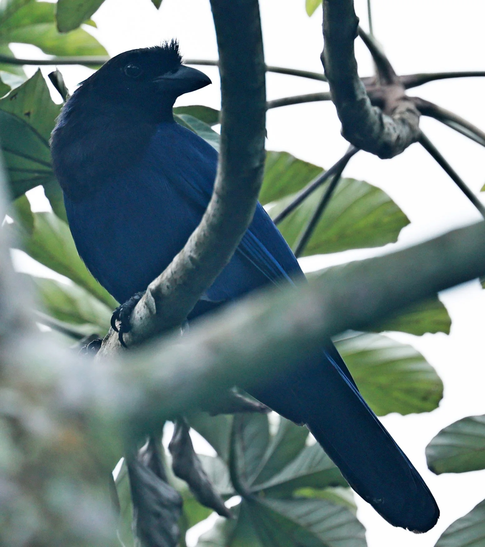 Azure Jay (Cyanocorax caeruleus) Superagui National Park, Brazil (3).jpg