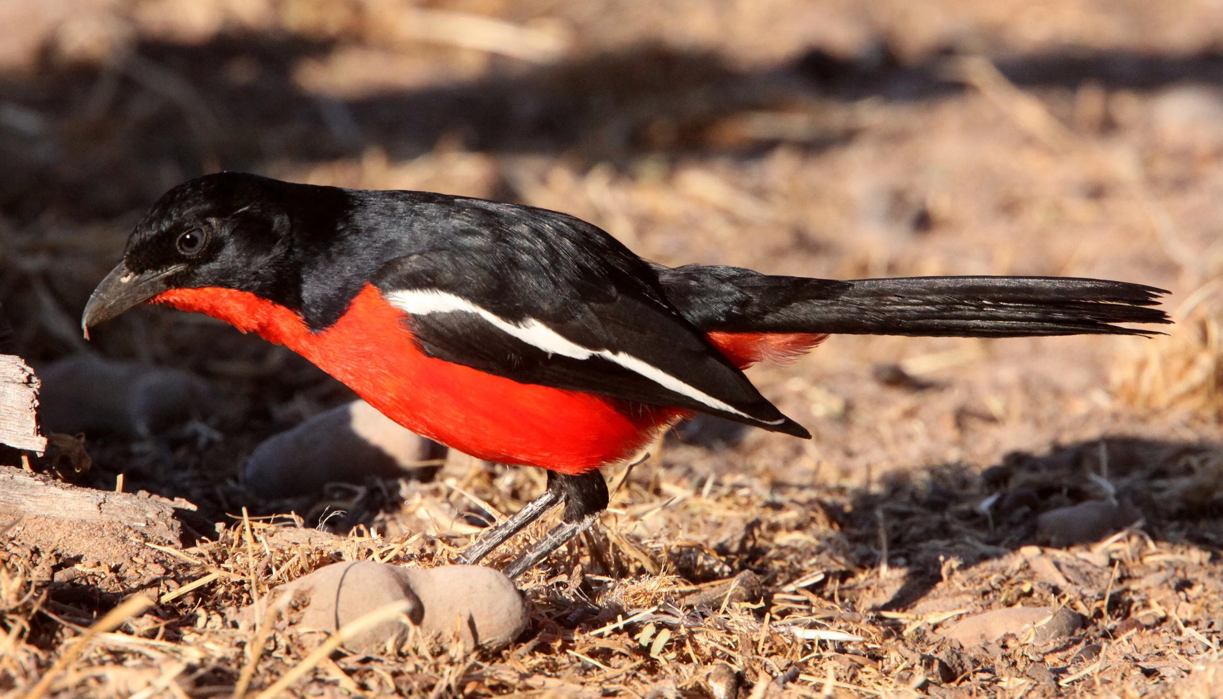 Crimson-breasted Shrike (Laniarius atrococcineus) Kgalagadi NP South Africa (14).JPG