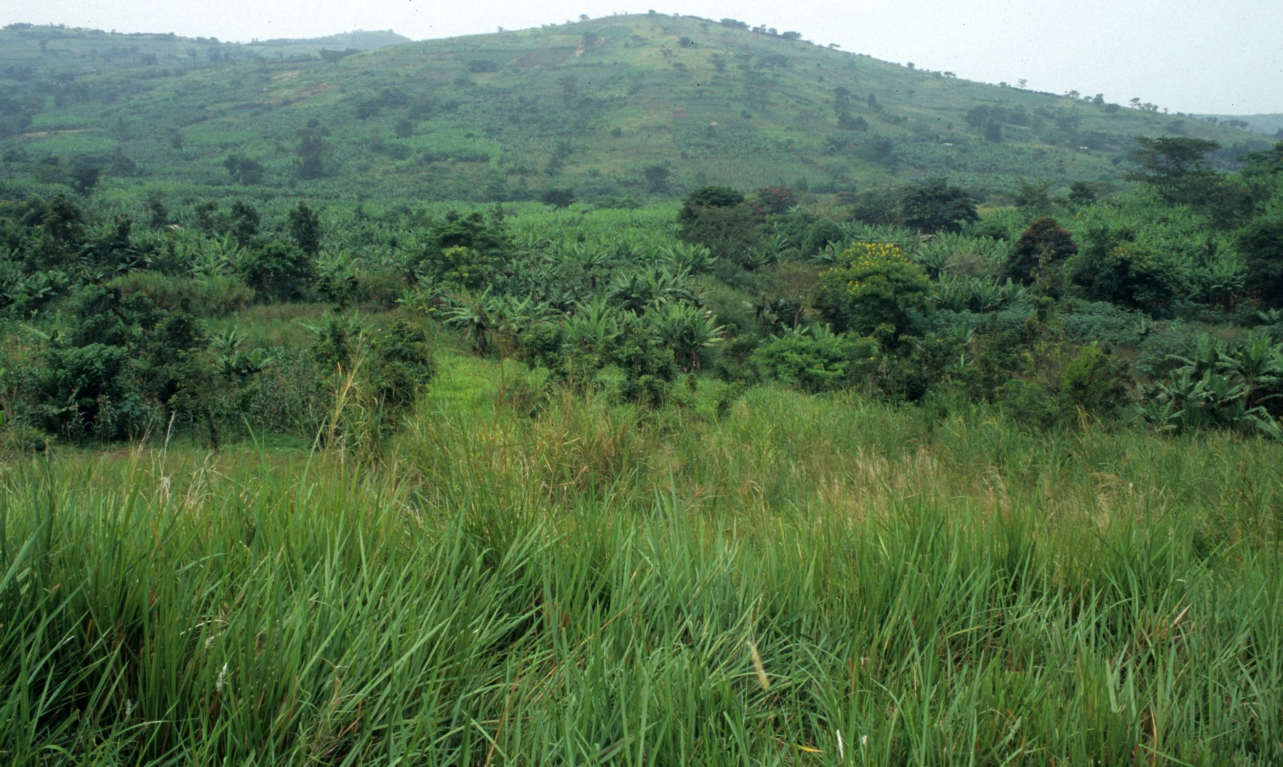 UGANDA - COUNTRYSIDE.jpg