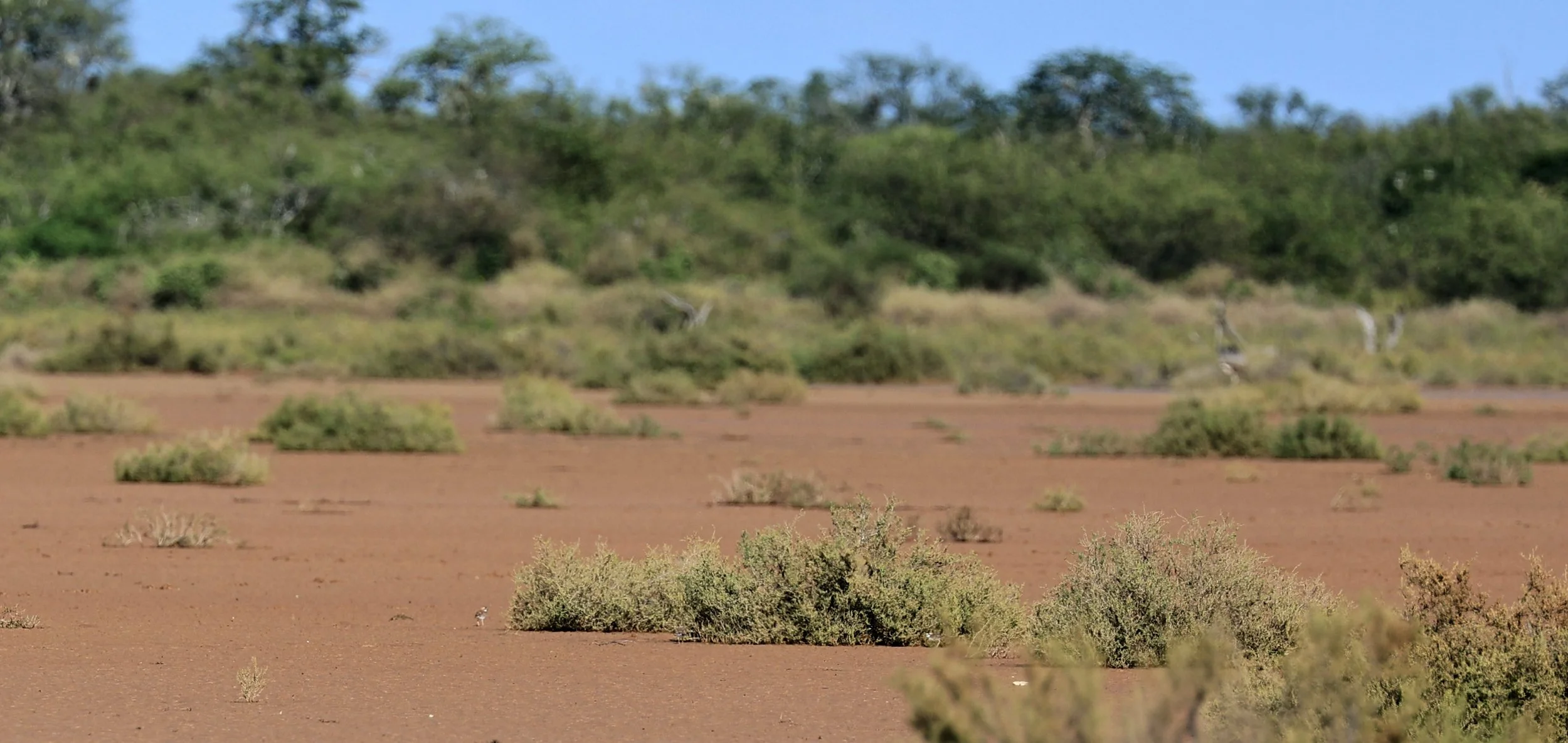 Chaco Lodge & Laguna Salada Paraguay (222).jpg