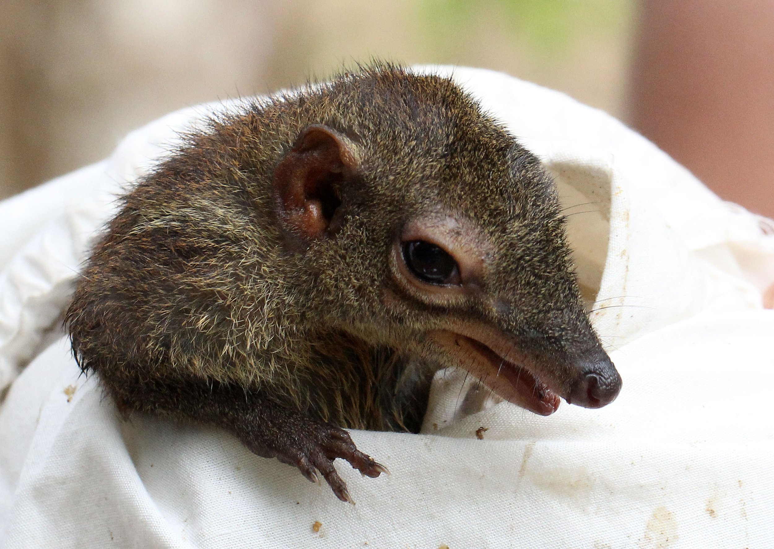 Tupaia glis longipes - COMMON TREE SHREW - KOH LANTA THAILAND - ORDER SCANDENTIA (38).JPG