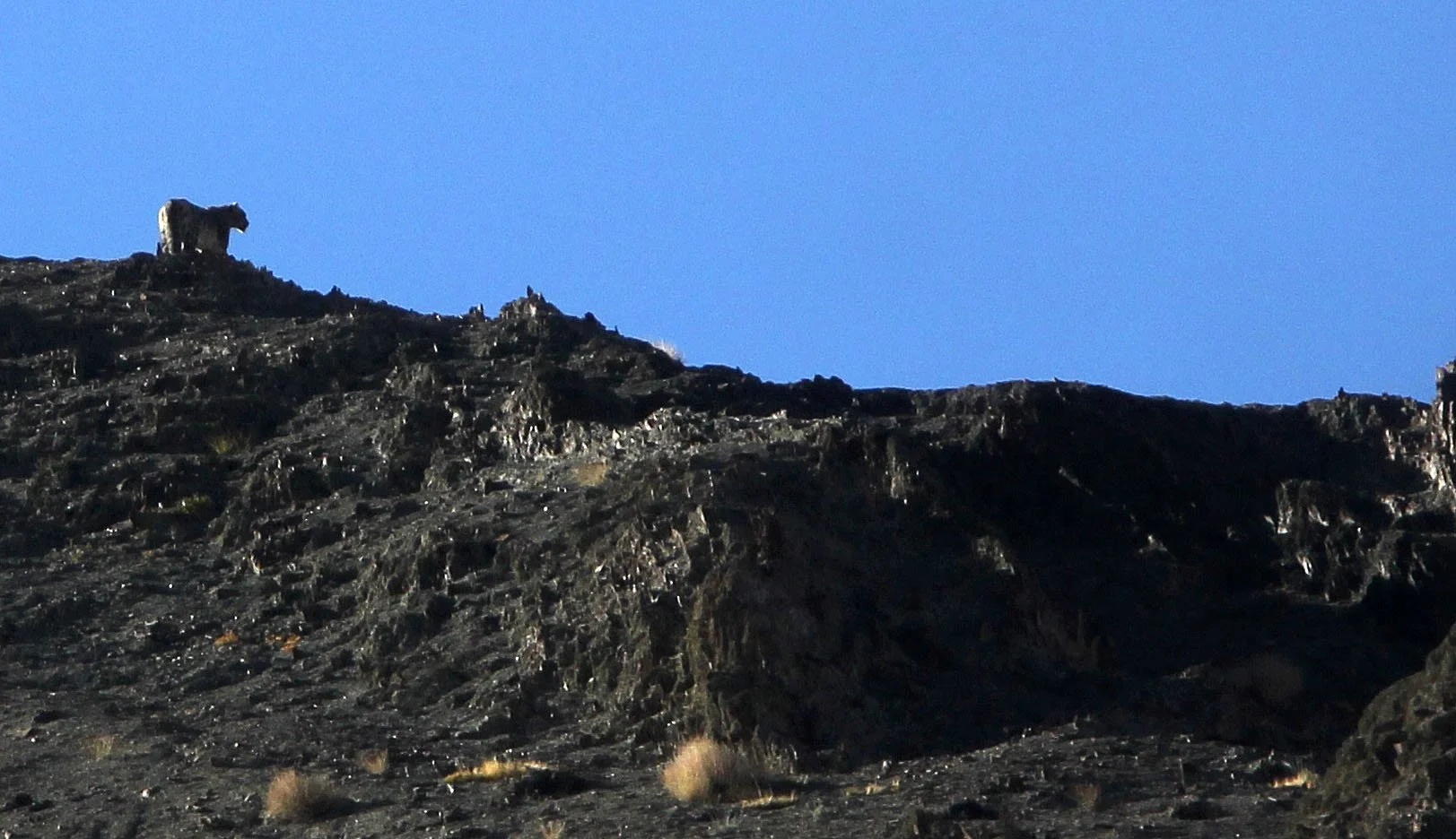 Panthera uncia - SNOW LEOPARD - HEMIS NATIONAL PARK - LADAKH INDIA - JAMMU & KASHMIR STATES (878).JPG