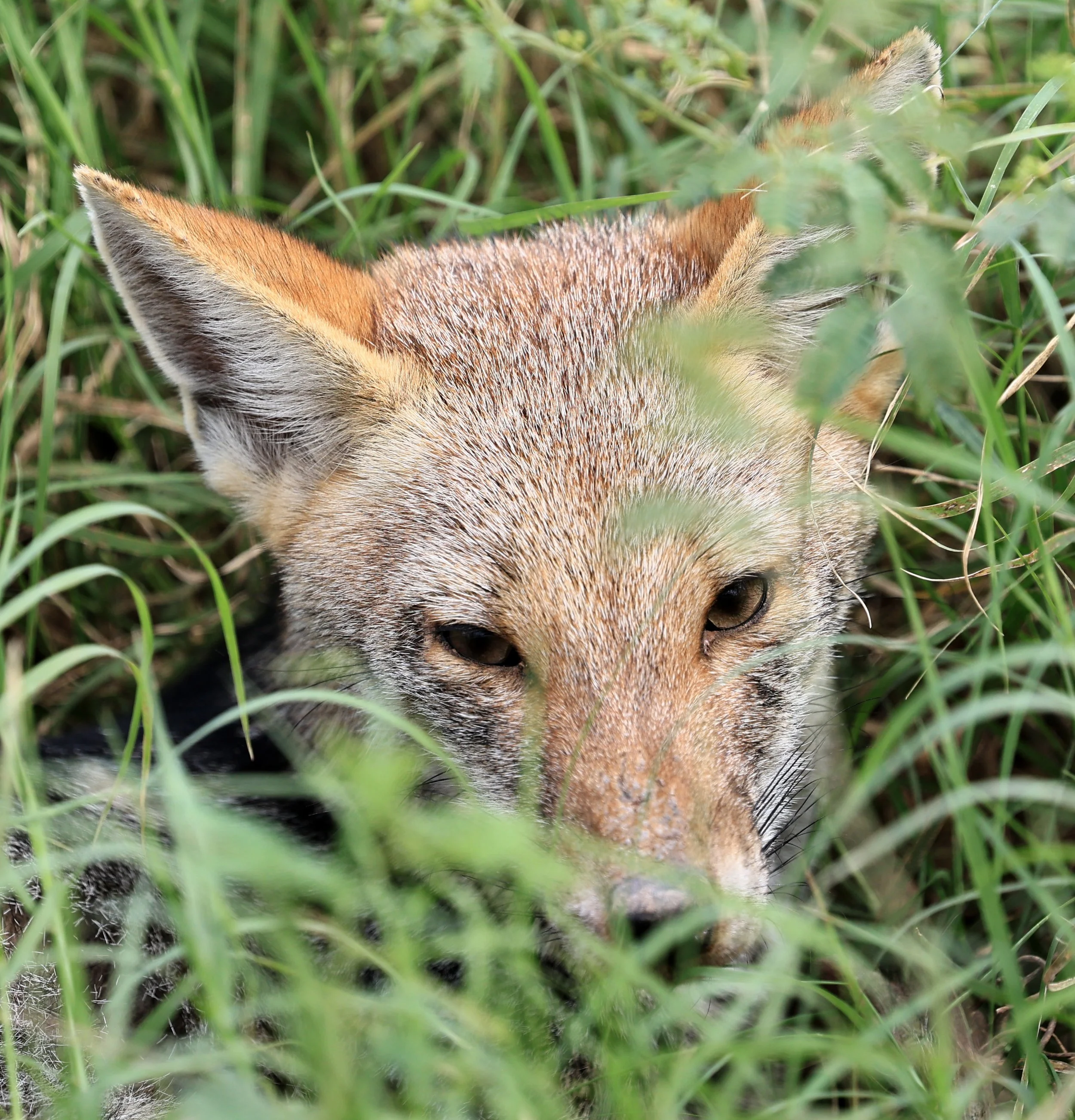 Pampas Fox (Lycalopex gymnocerca) Agua Dulce Paraguay (2).jpg