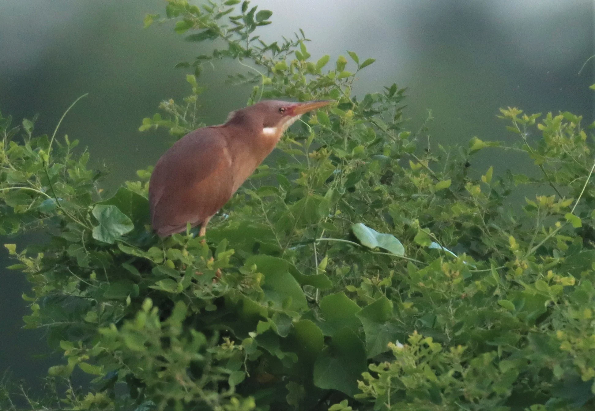 BITTERN - CINNAMON BITTERN (CHESTNUT BITTERN) - Ixobrychus cinnamomeus - PATHUM THANI RICE RESEARCH CENTER (23).jpg