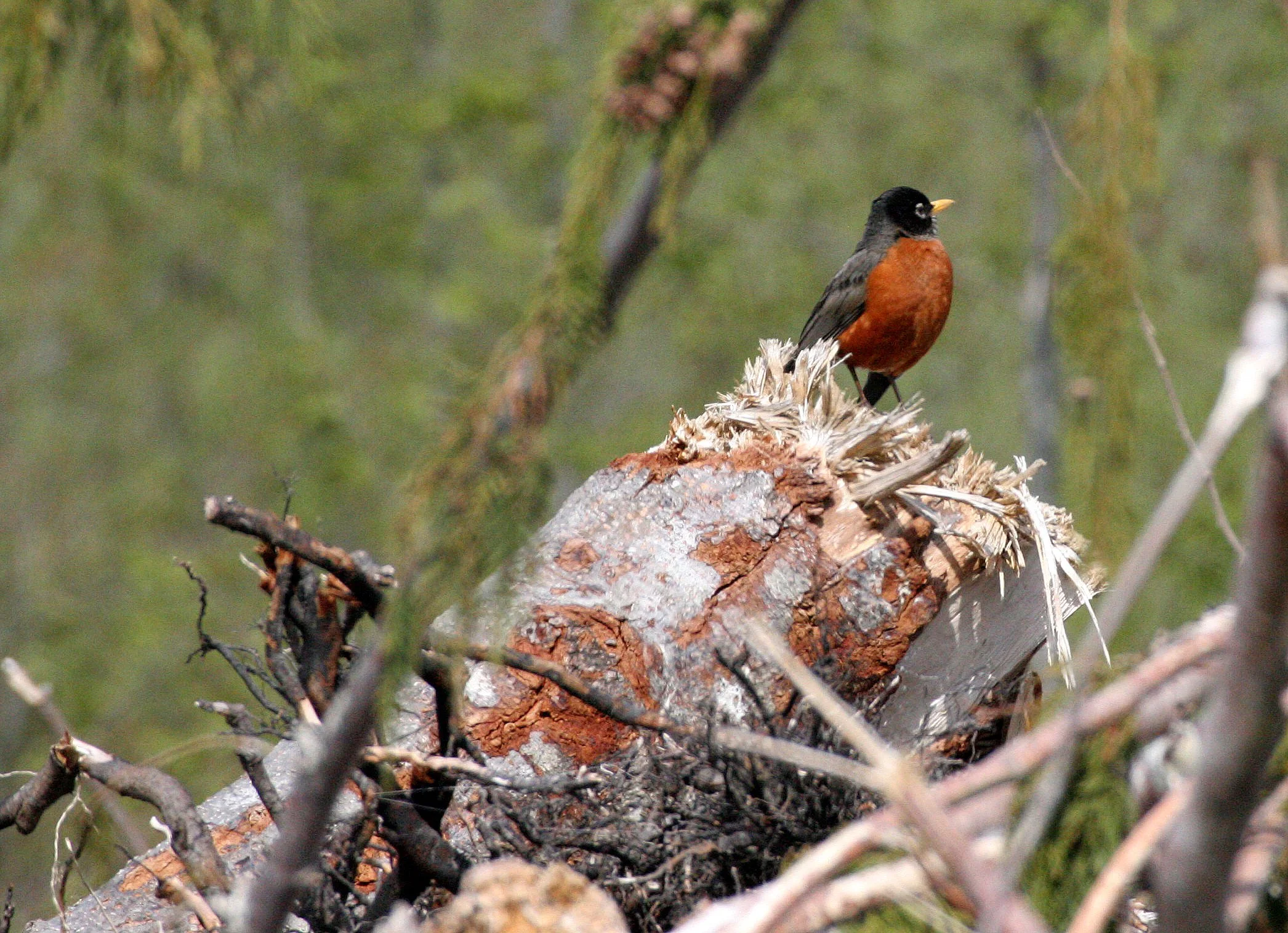 American Robin (Turdus migratorius) Elwha River Mouth Olympic Peninsula Washington (1).JPG