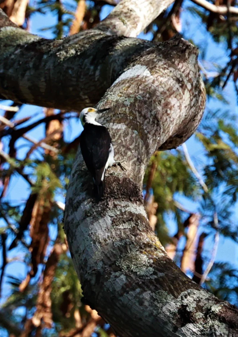 Woodpecker - White Woodpecker - Melanerpes candidus - Rio Doce State Park, Minas Gerais, Brazil (2).jpg