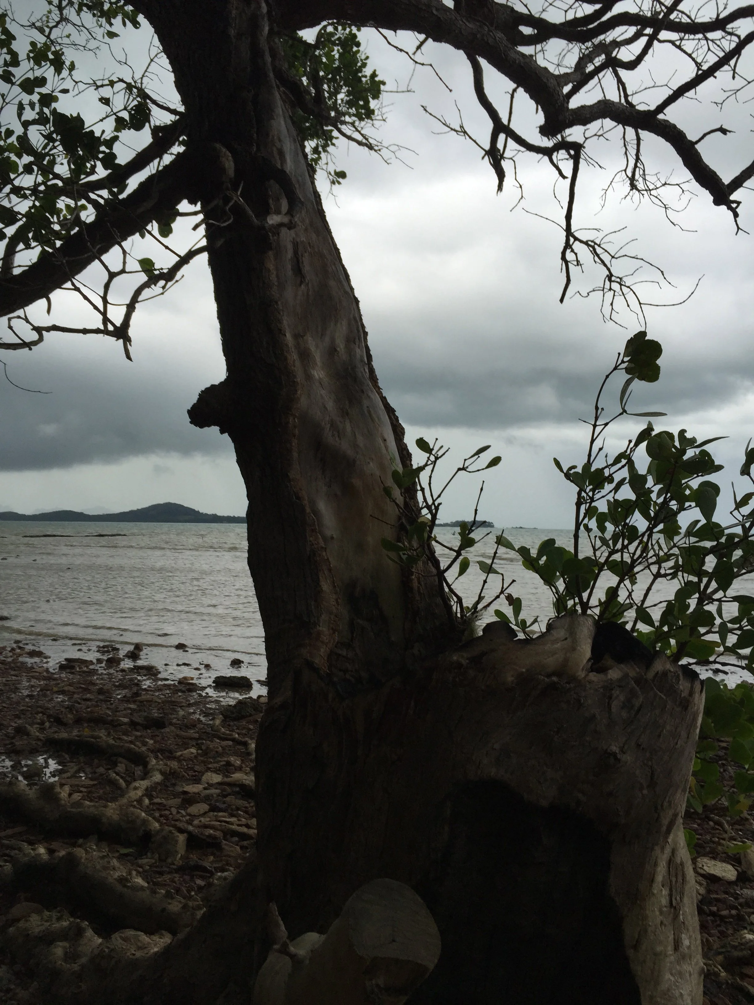 2015 Koh Lanta Garden & Nature (232).jpg