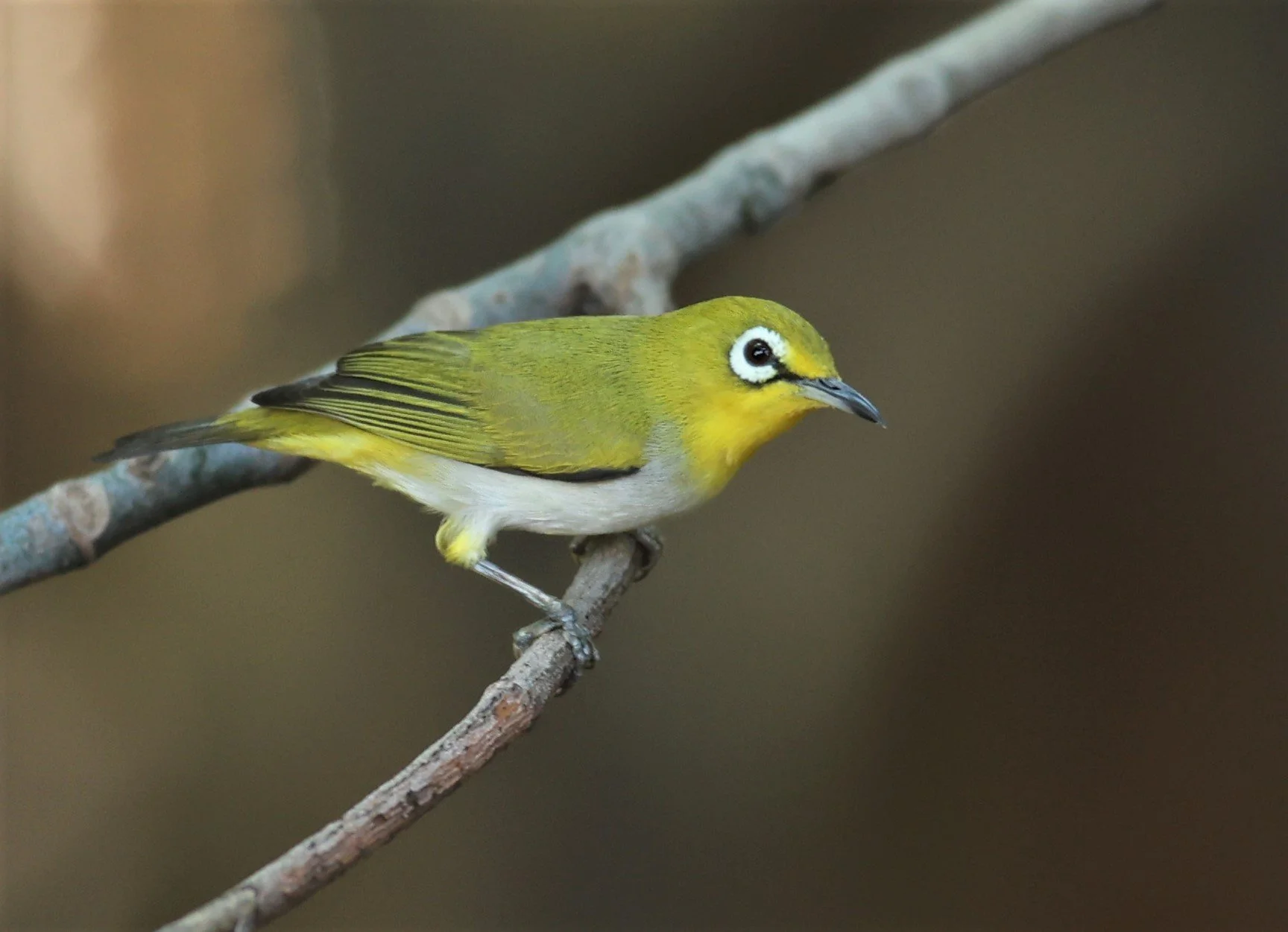 Swinhoe's White-eye (Zosterops simplex) Bang Pu Recreational Park & Mangrove Forest (7).jpg