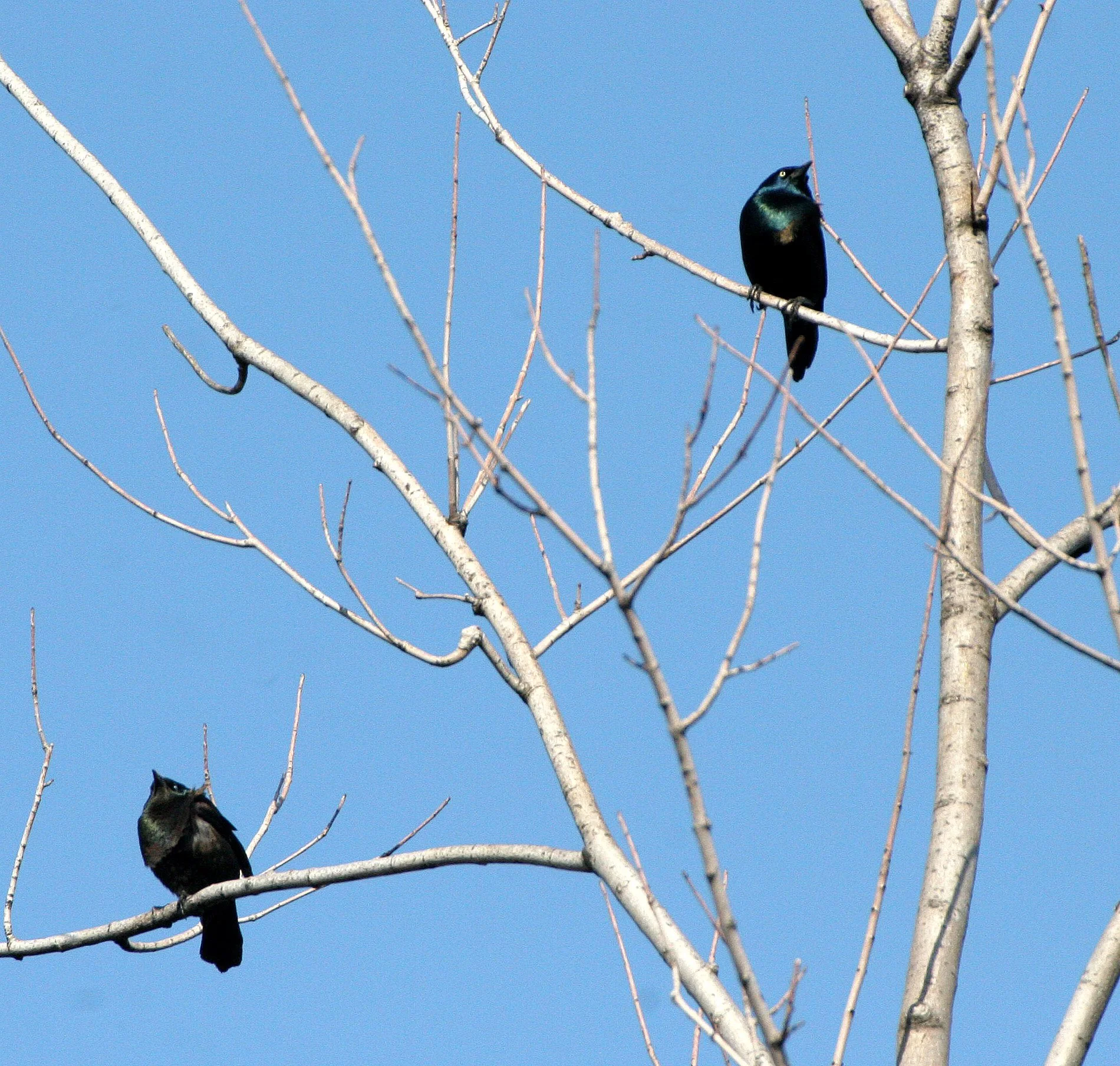 Common Grackle (Quiscalus quiscula) West Chicago Marsh Illinois (8).JPG